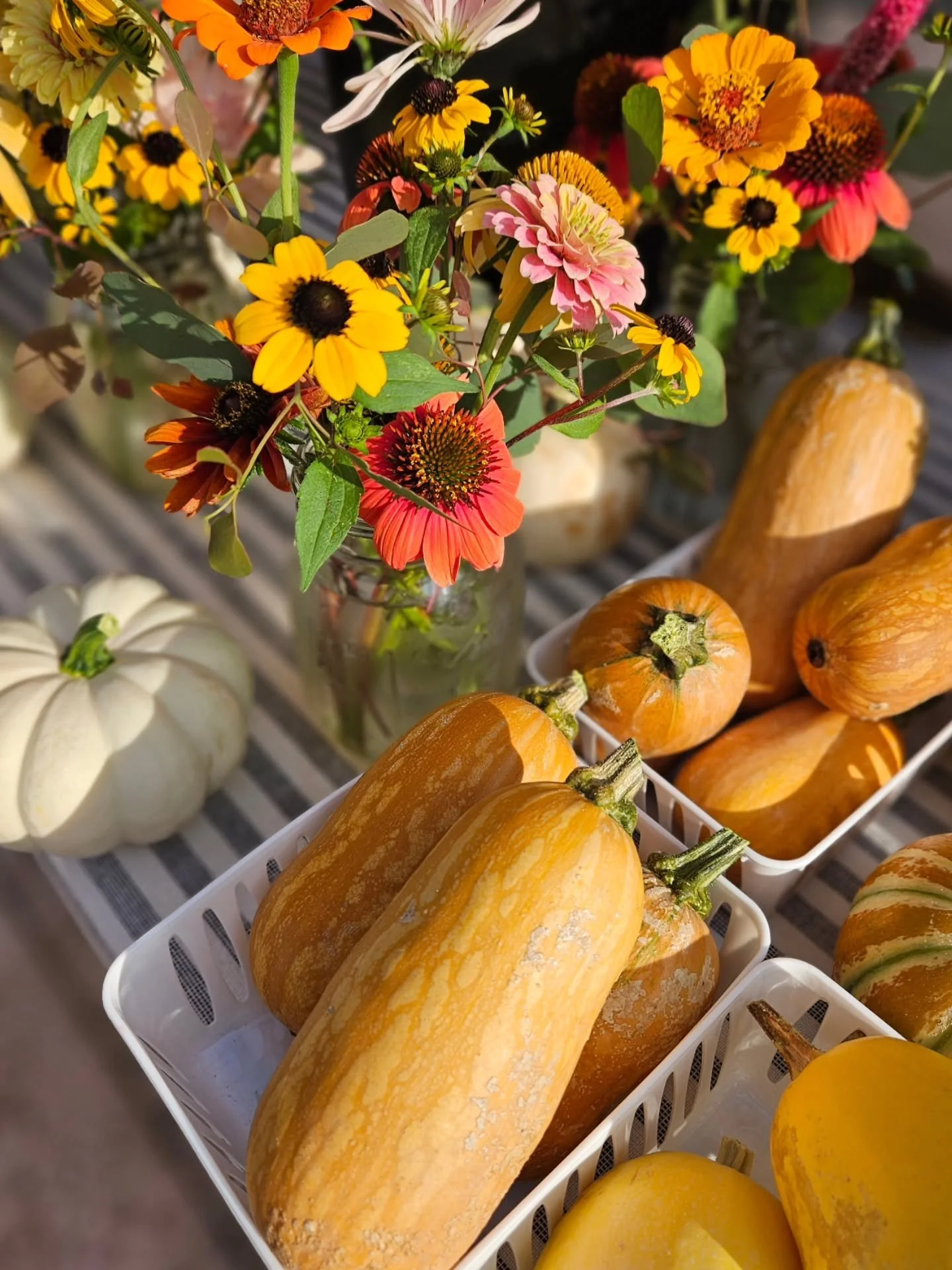 Hello September! 🍂🌻🌽

Dreaming of shorter days, cooler temps, and mornings that move a little slower. We can feel the shift coming, and we&rsquo;re ready for it. 🌾

#creeksouthfarms #flowerfarm #vegetablefarm #seasonalliving #produce