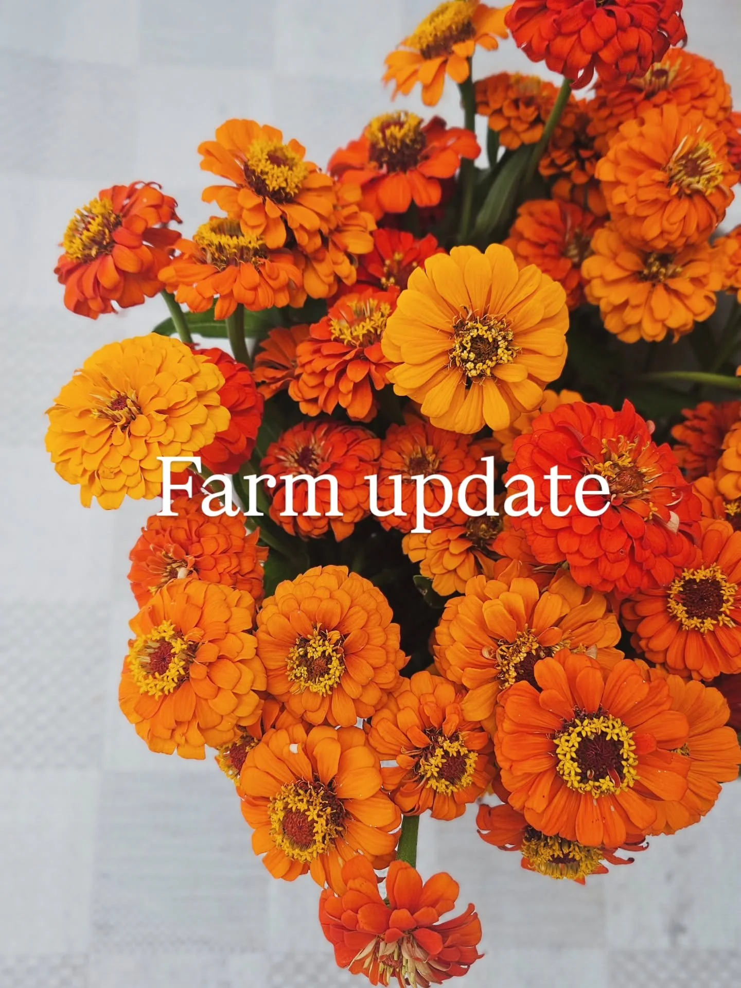 🌻 FLOWER UPDATE

The next round of zinnias are just starting to bloom, and the marigolds and sunflowers aren&rsquo;t far behind!

In a couple of weeks, we&rsquo;ll begin updating both our florist shop and retail flower shop every Monday morning with