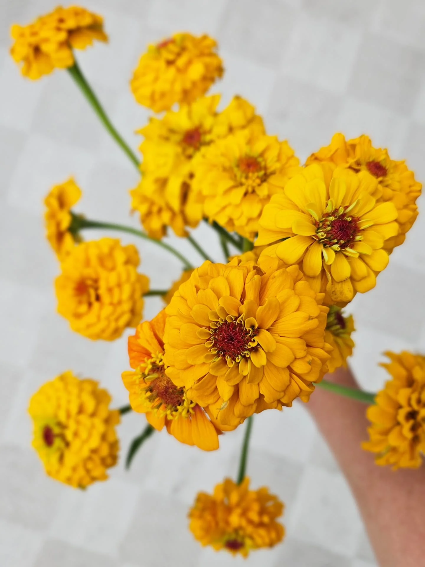 Creeksouth Farms looks like fall. 🍂
Smells like fall. 🌻
Feels absolutely NOTHING like fall. 🫠

Where the f#$* is the fall weather?! 

We&rsquo;re tired of sweating. We&rsquo;re tired of sweating while working. We&rsquo;re tired of sweating while d