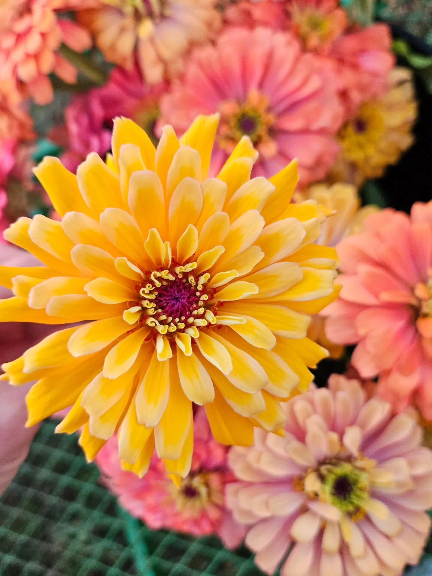 Holy airball! She's so pretty she deserves a permanent spot on the feed. Auroras are like a box of chocolates..never know what you're gonna get.

Florist friends, the online shop is finally live again! 🌸

Thank you so much for your patience as we ma