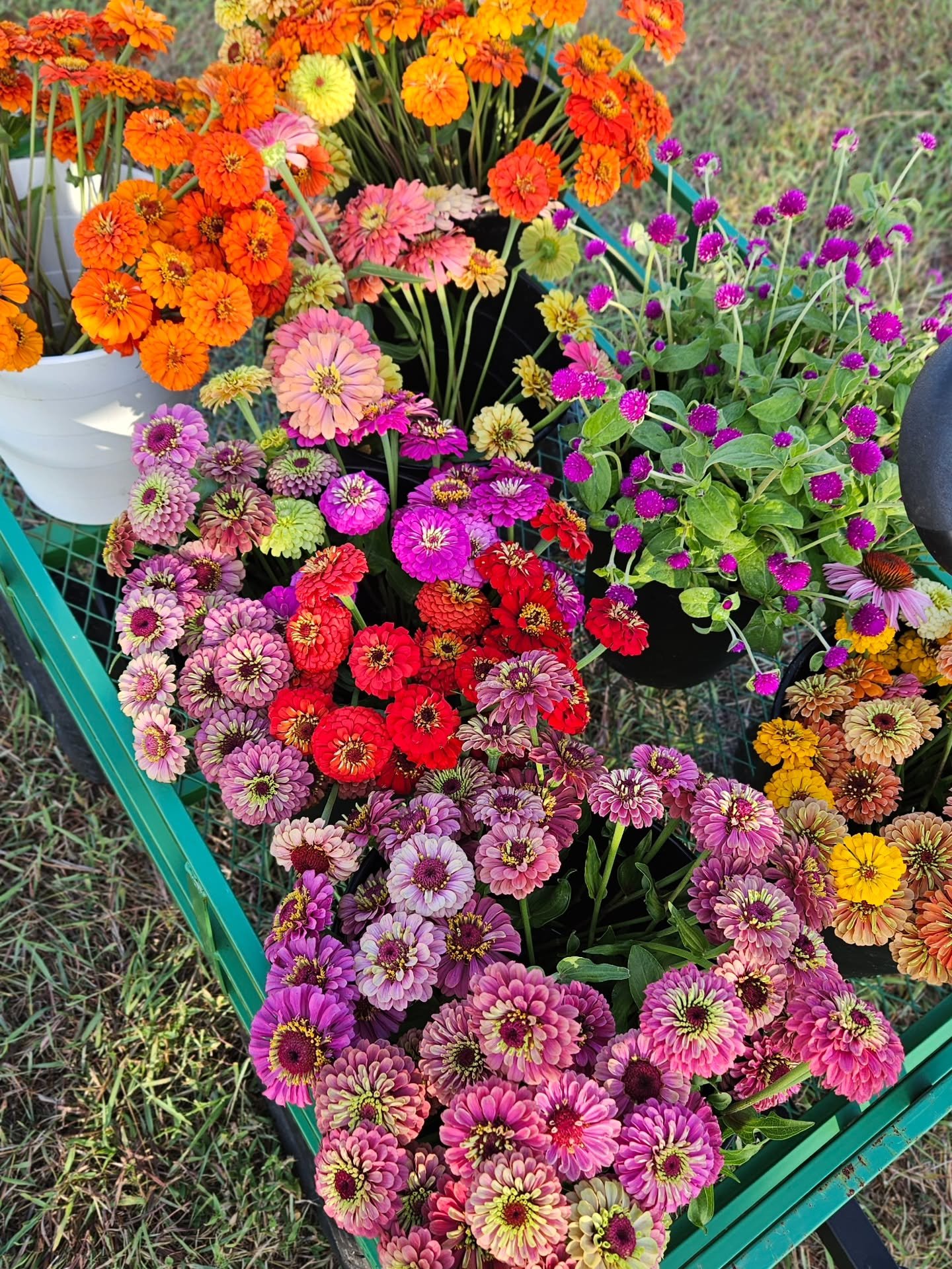 Not going to the market this weekend, but still need flowers? 🌻

You can always order fresh, farm-grown flowers online for farm pickup anytime during the week. Just place your order, choose your pickup time, and we&rsquo;ll have your blooms ready fo