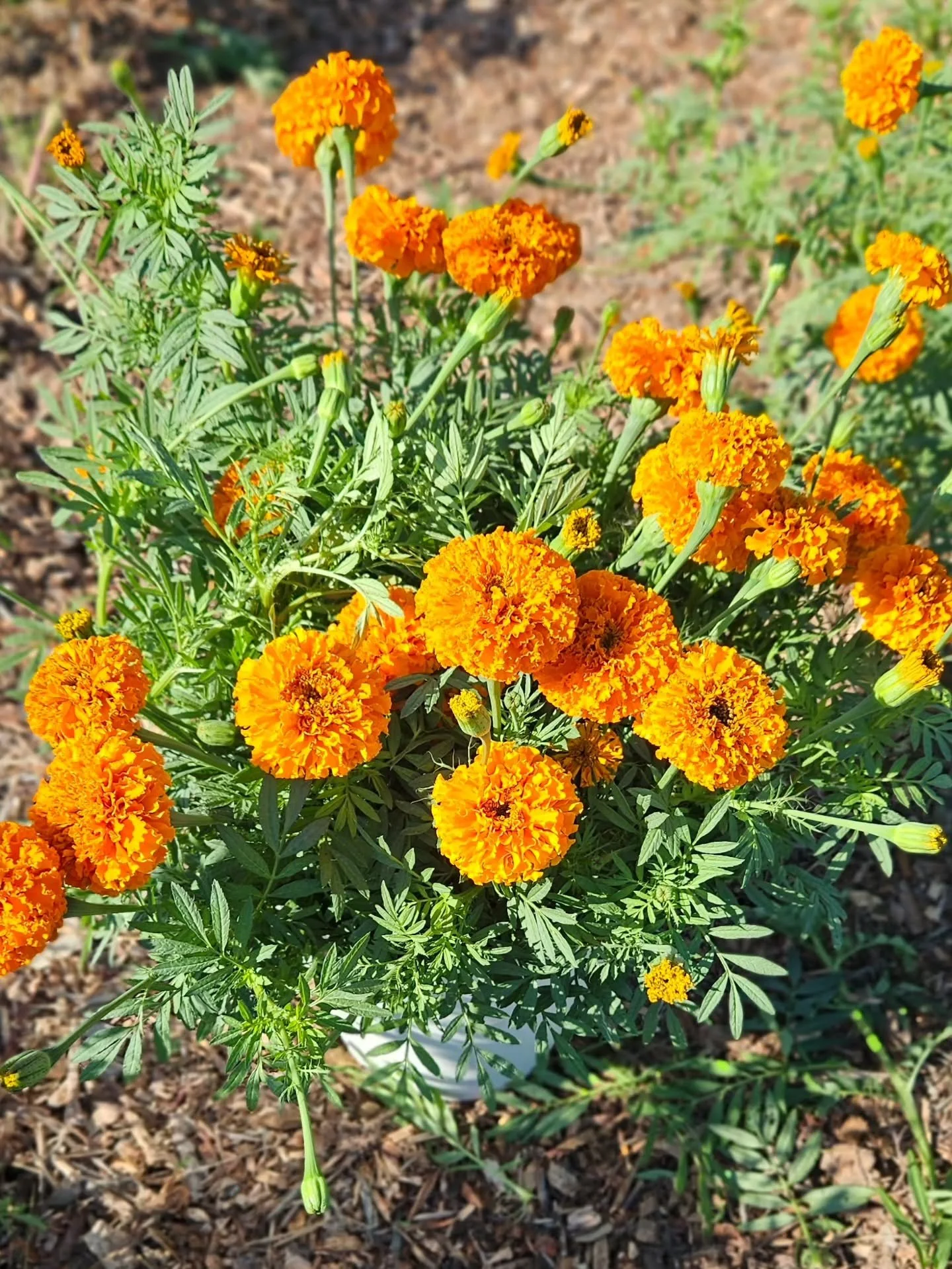 Hello, October!!! 🍂 Our favorite time of year!

The fall blooms are starting to explode, we&rsquo;re planting for spring 🤯, and after months of heat and drought, we finally got about 2 inches of rain + cooler temps. Suddenly, farming is fun again. 