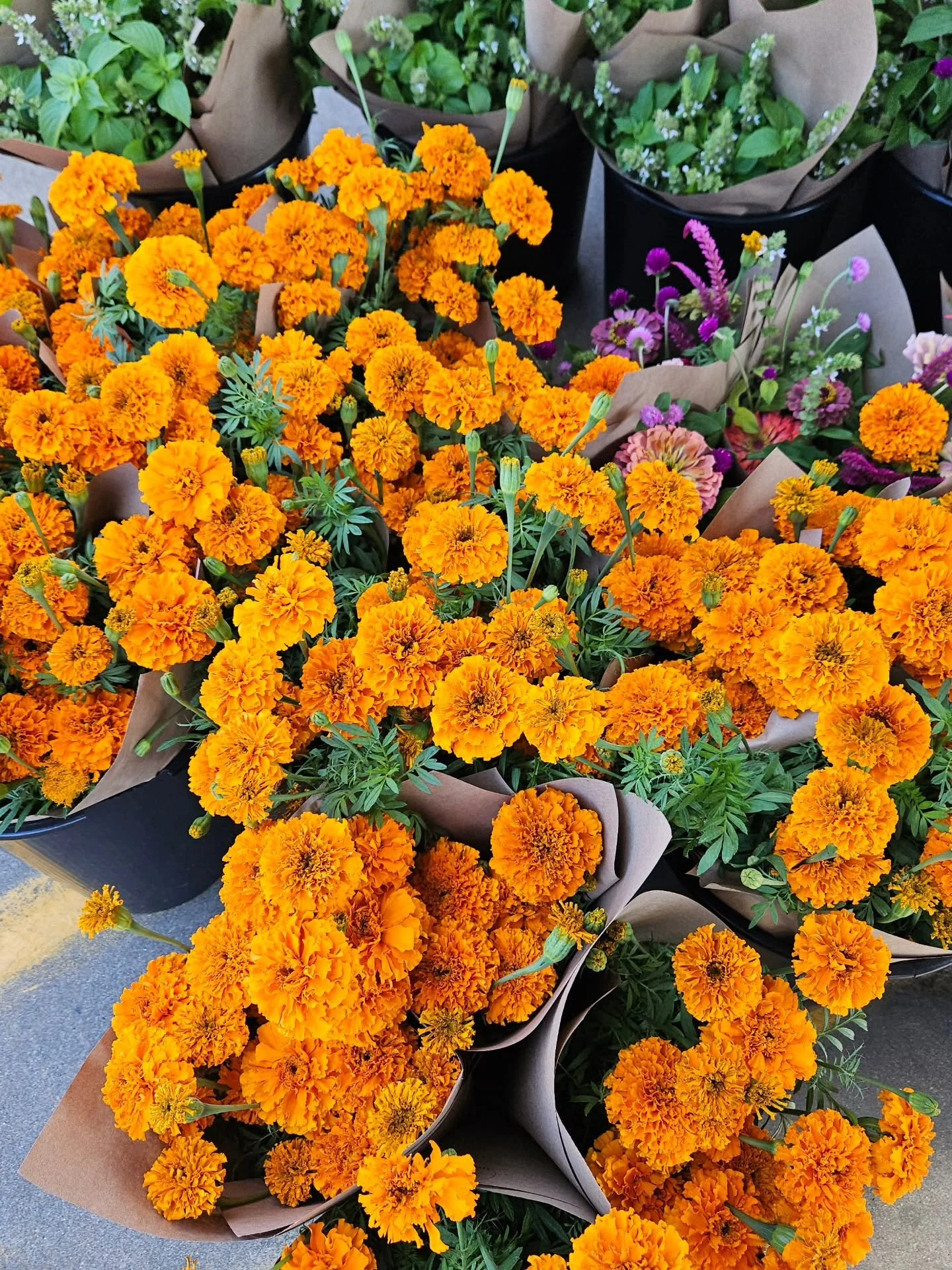 It&rsquo;s marigold season! 🧡🌼 These golden beauties are ready to brighten your home. Order online for farm pickup or come see Farmer Jared at the New Braunfels Farmers Market this Saturday! 🌻

#creeksouthfarms #marigoldseason #locallygrown #texas