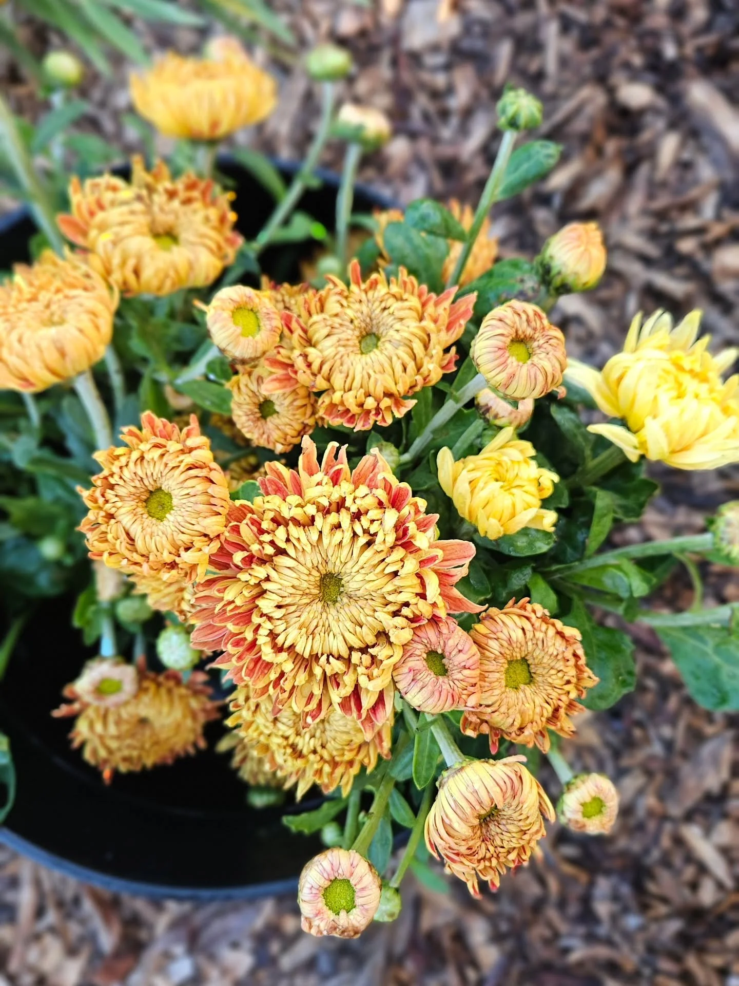 Y&rsquo;ALL. 🥹🌼 The chrysanthemums are FINALLY blooming!

These babies have been a consistent fail for us, so we&rsquo;re celebrating every single bloom we get. 😂 Farming keeps you humble, and we&rsquo;ll take what we can get!

Come grab yourself 