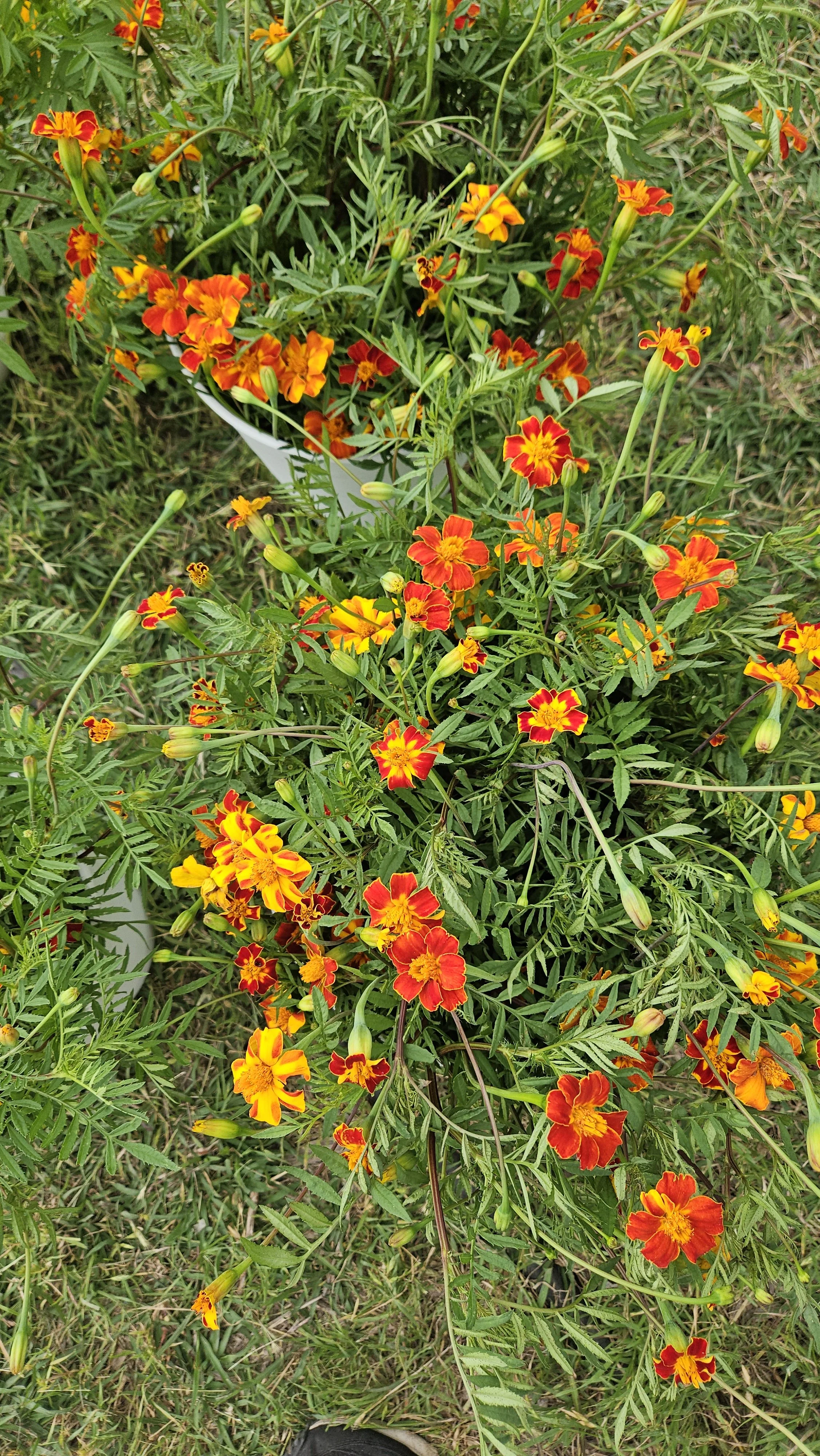 French Marigolds