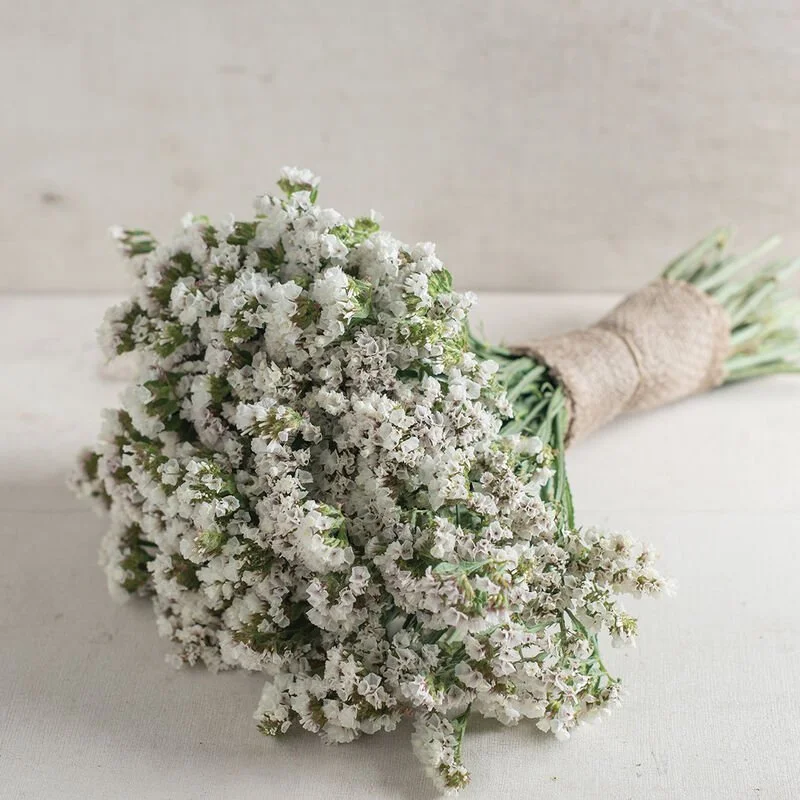 03707_01_seekerwhite.jpg