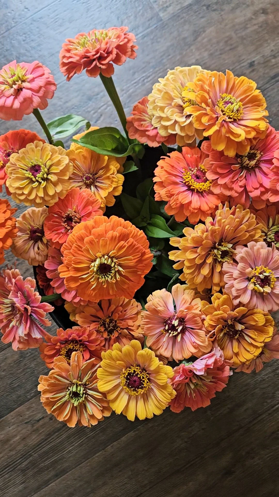 Zinnia Aurora