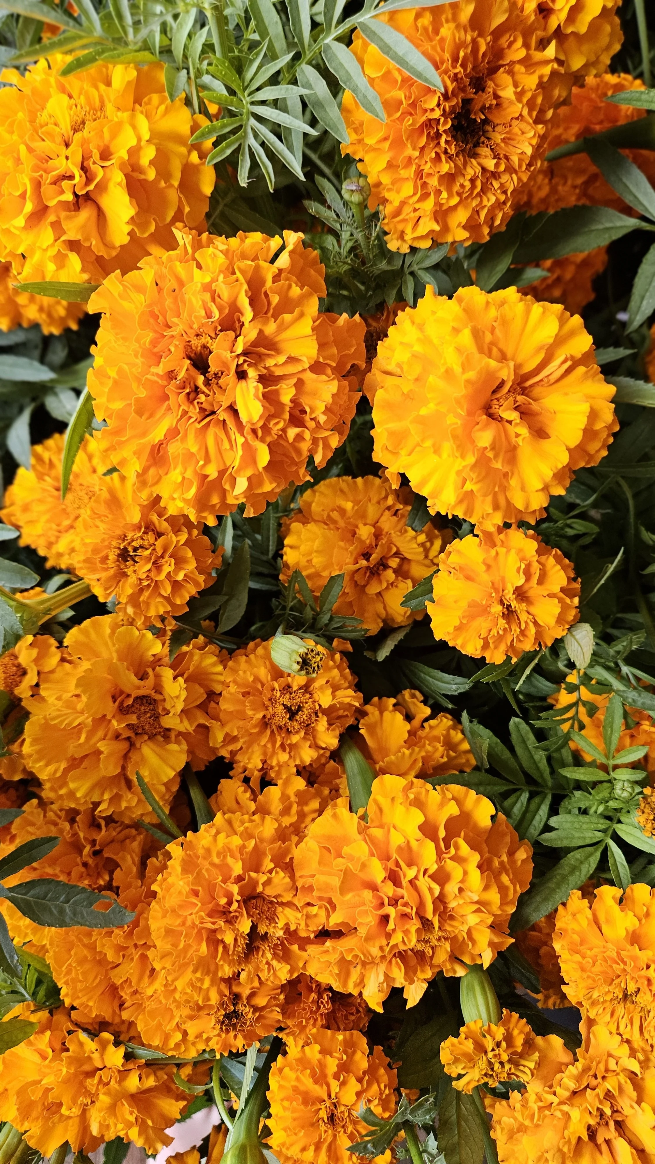 Marigolds