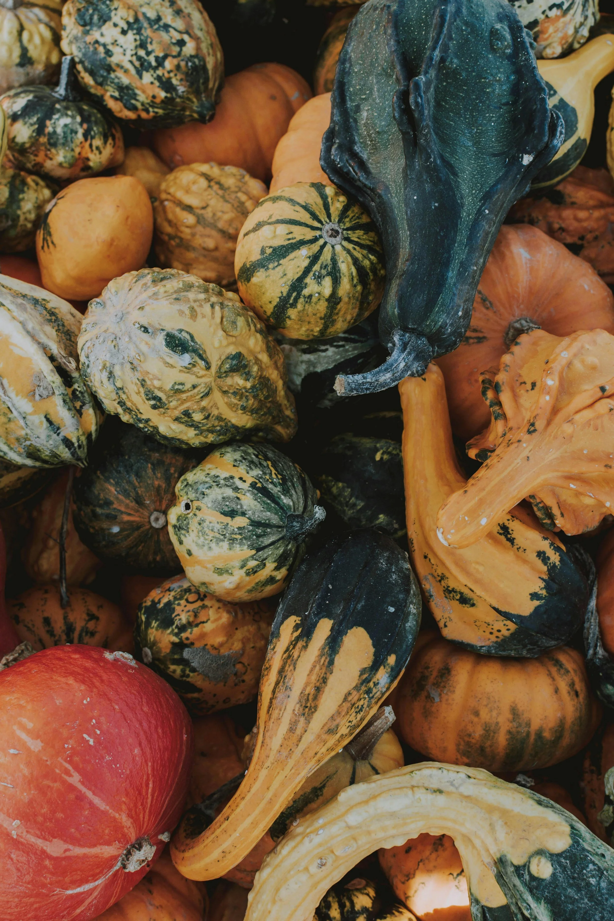 Sept_29_TheGreatSquash.jpg