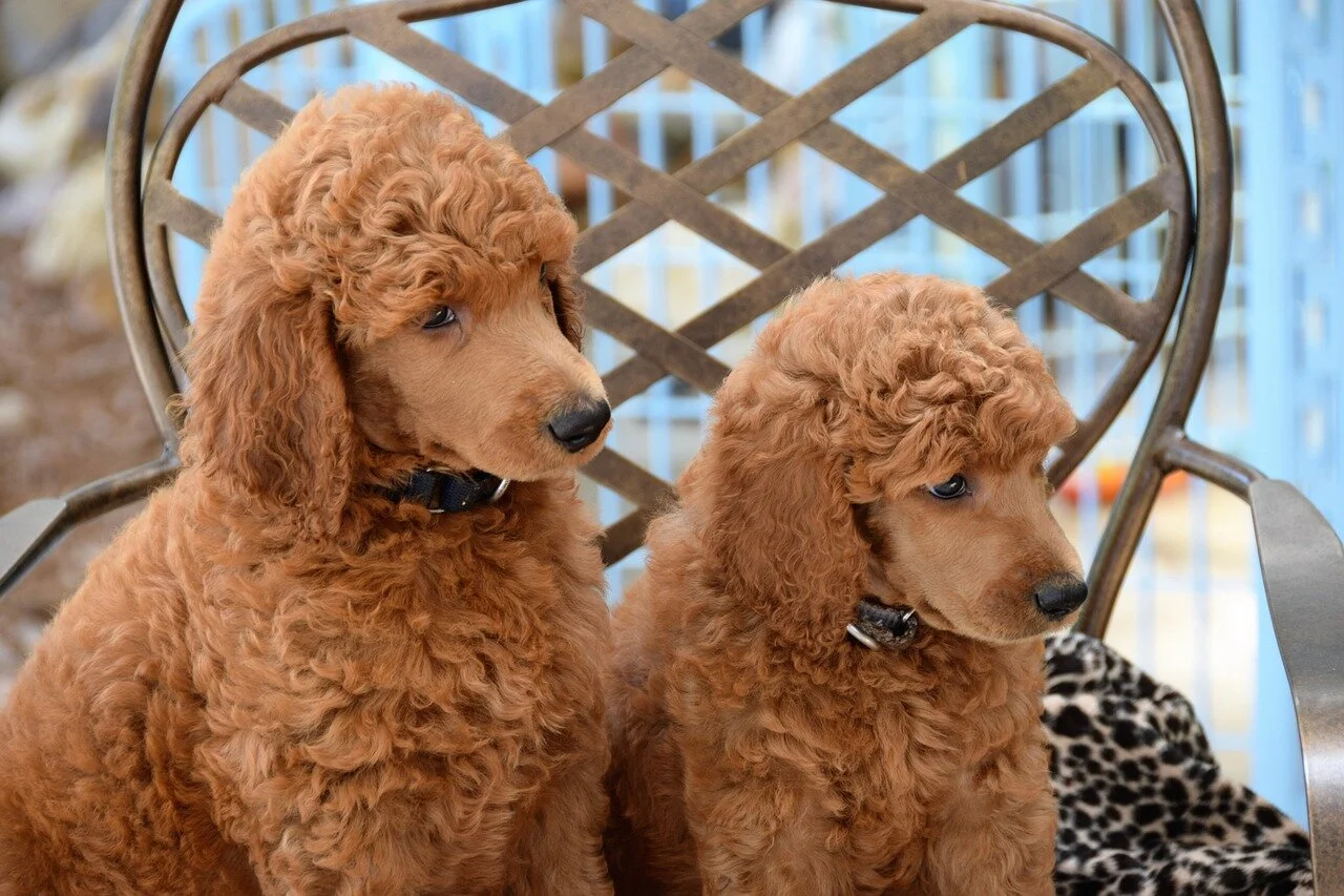 When should my dog start going to the groomer?