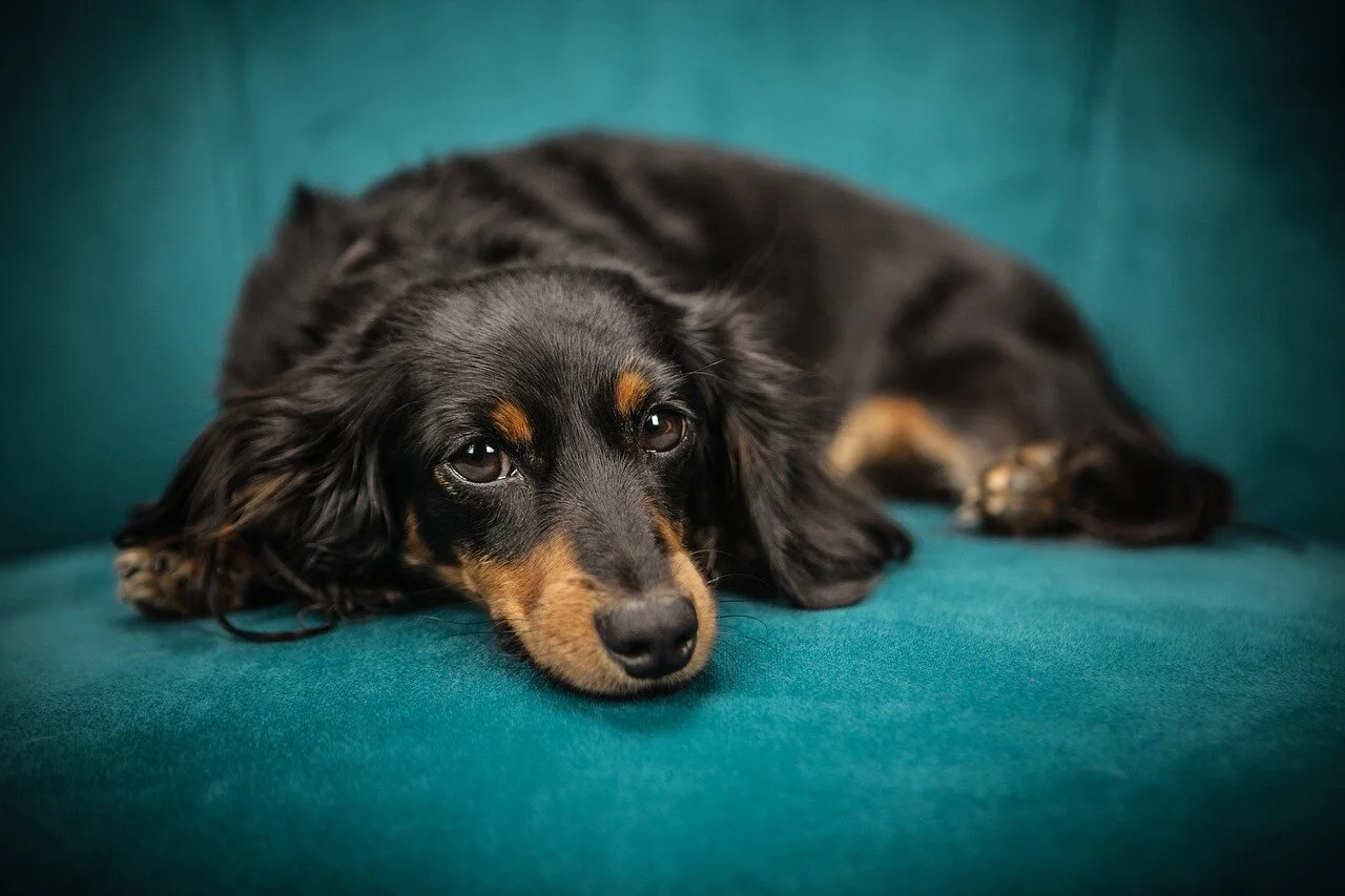 My dog is shedding so much! What shampoo should I use?