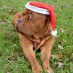 CHRISTMAS BREAK BOREDOM BUSTERS