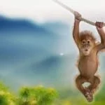SAY GOODBYE TO PALM OIL!