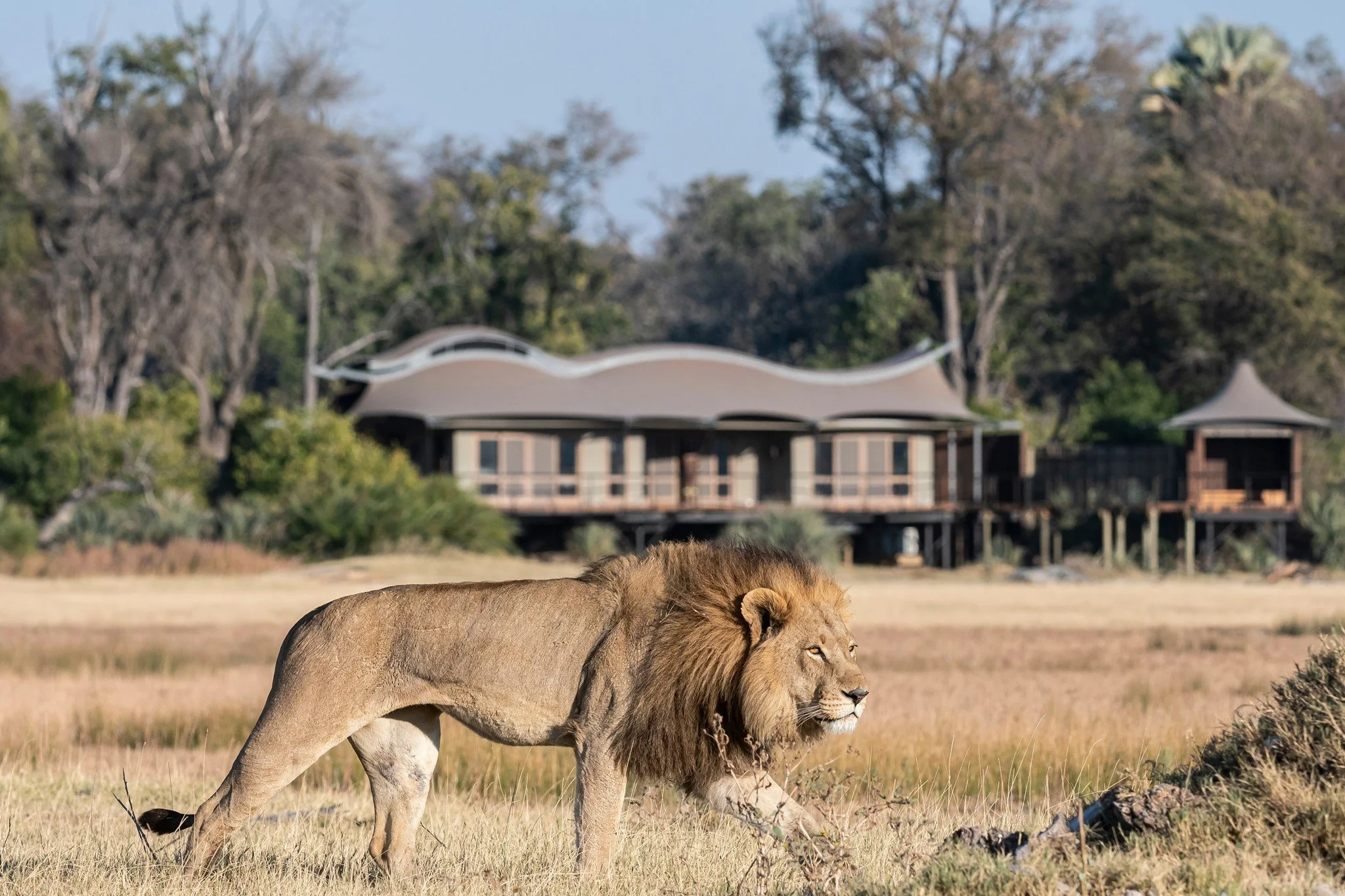 Where Will You Seek Out the Big 5?