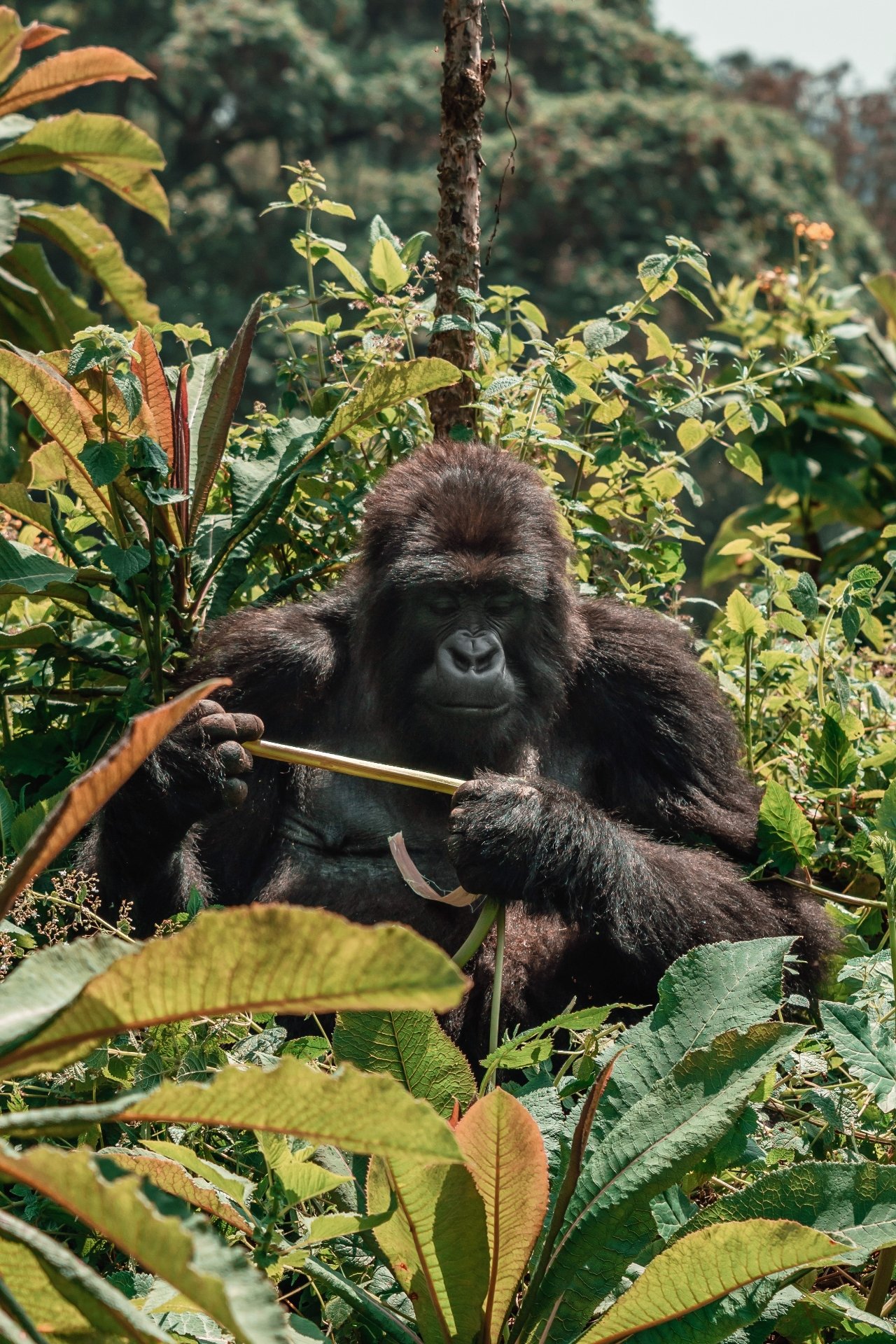Gorilla-Trekking-6.jpeg