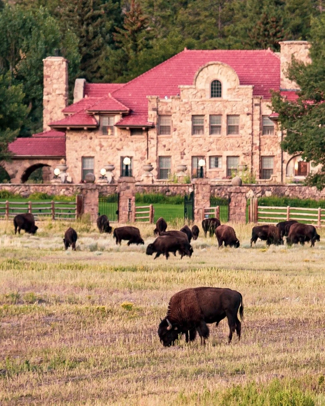 Safari-8-Ted-Turner-Reserve-7.jpeg