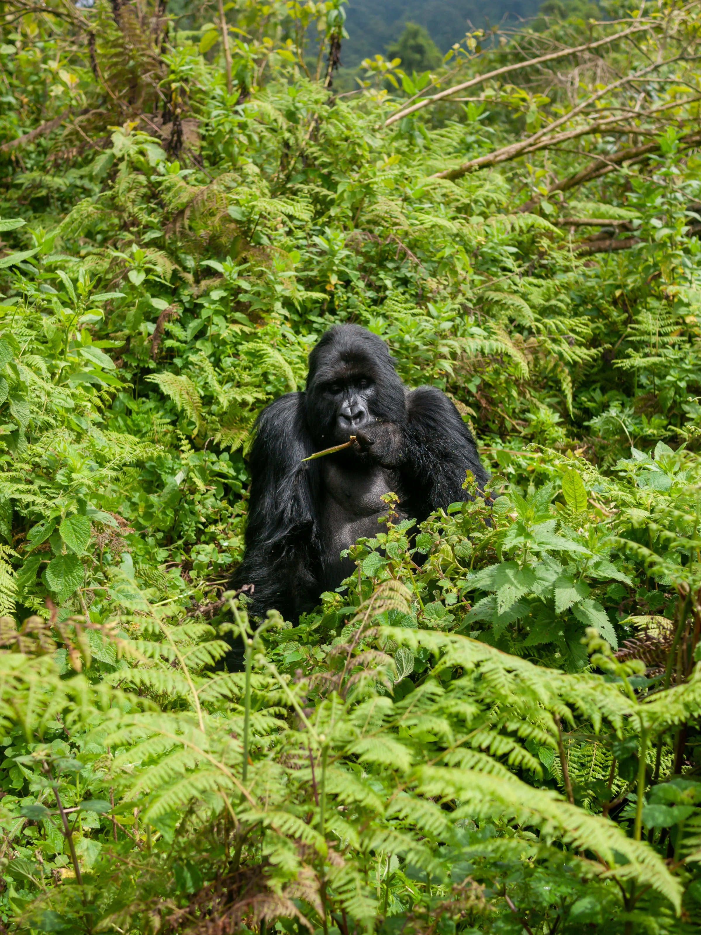 Safari-5-Rwanda.jpg