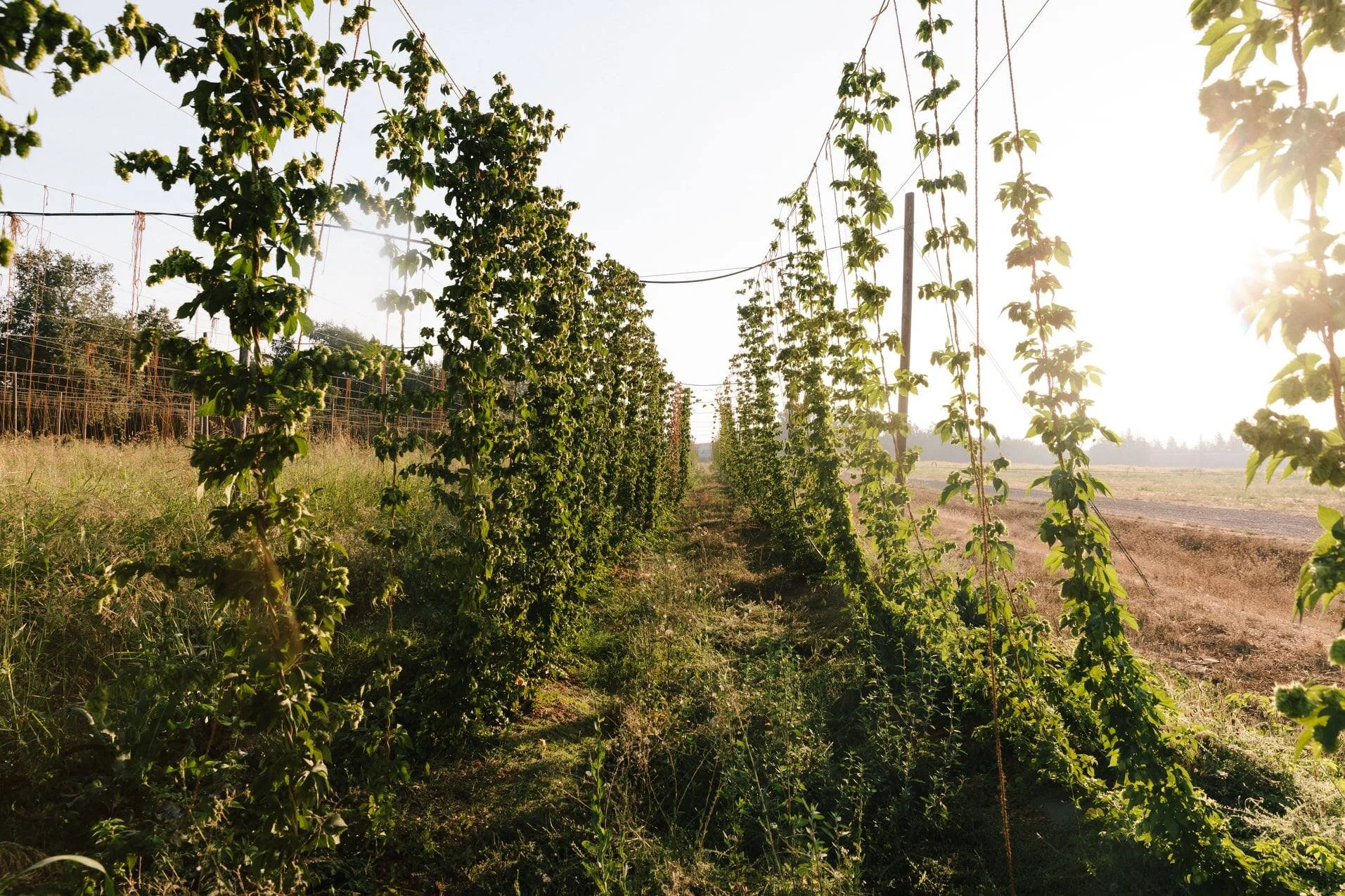 Sierra Nevada Brewery is Part of the Solution 💖