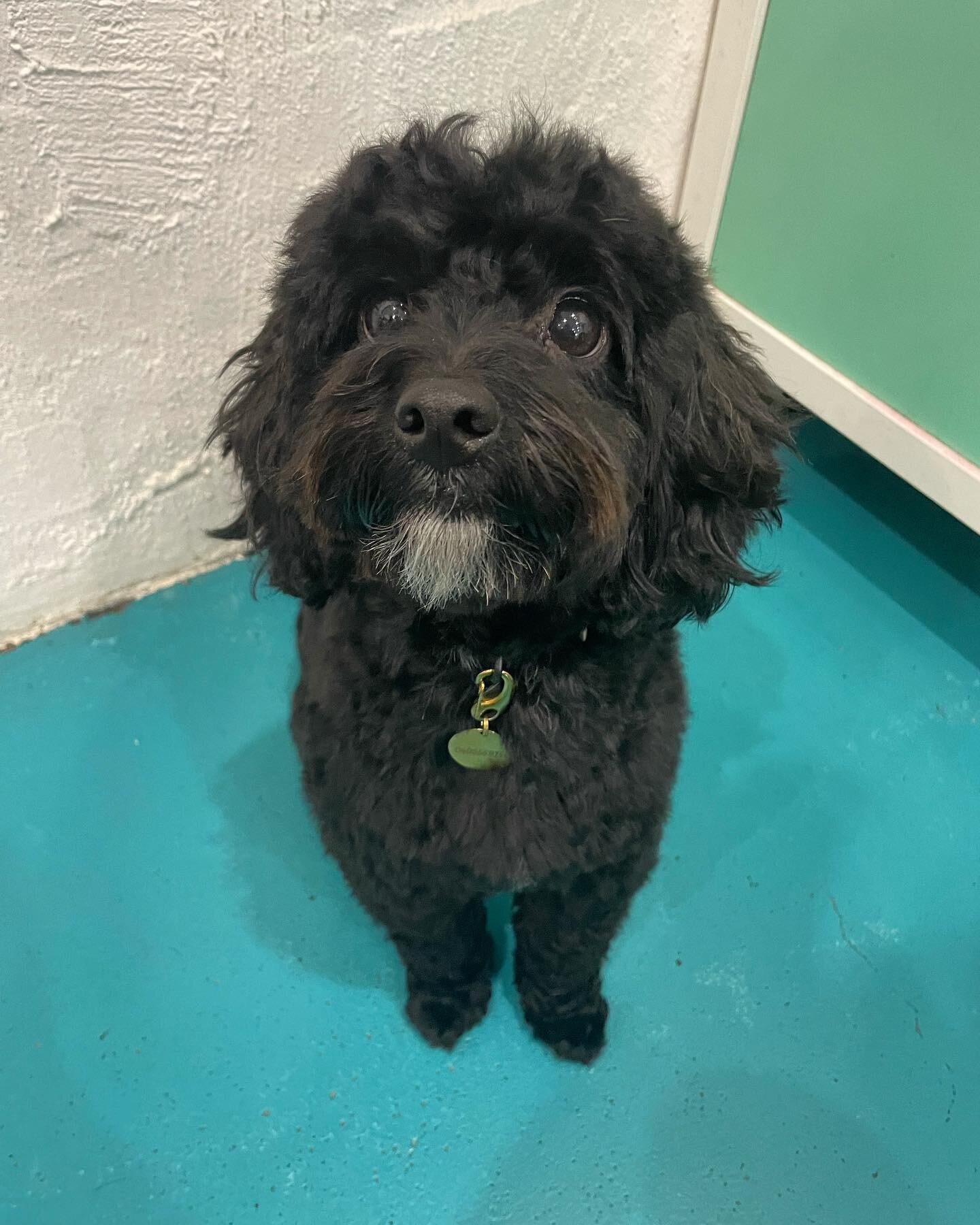 Ruby 💜

#wagtimeco #wagtimecamberwell #wagtimeau #wagtimedoggrooming #wagtimegrooming #doggrooming #doggroomer #doggroomersofinstagram #camberwell #camberwell3124