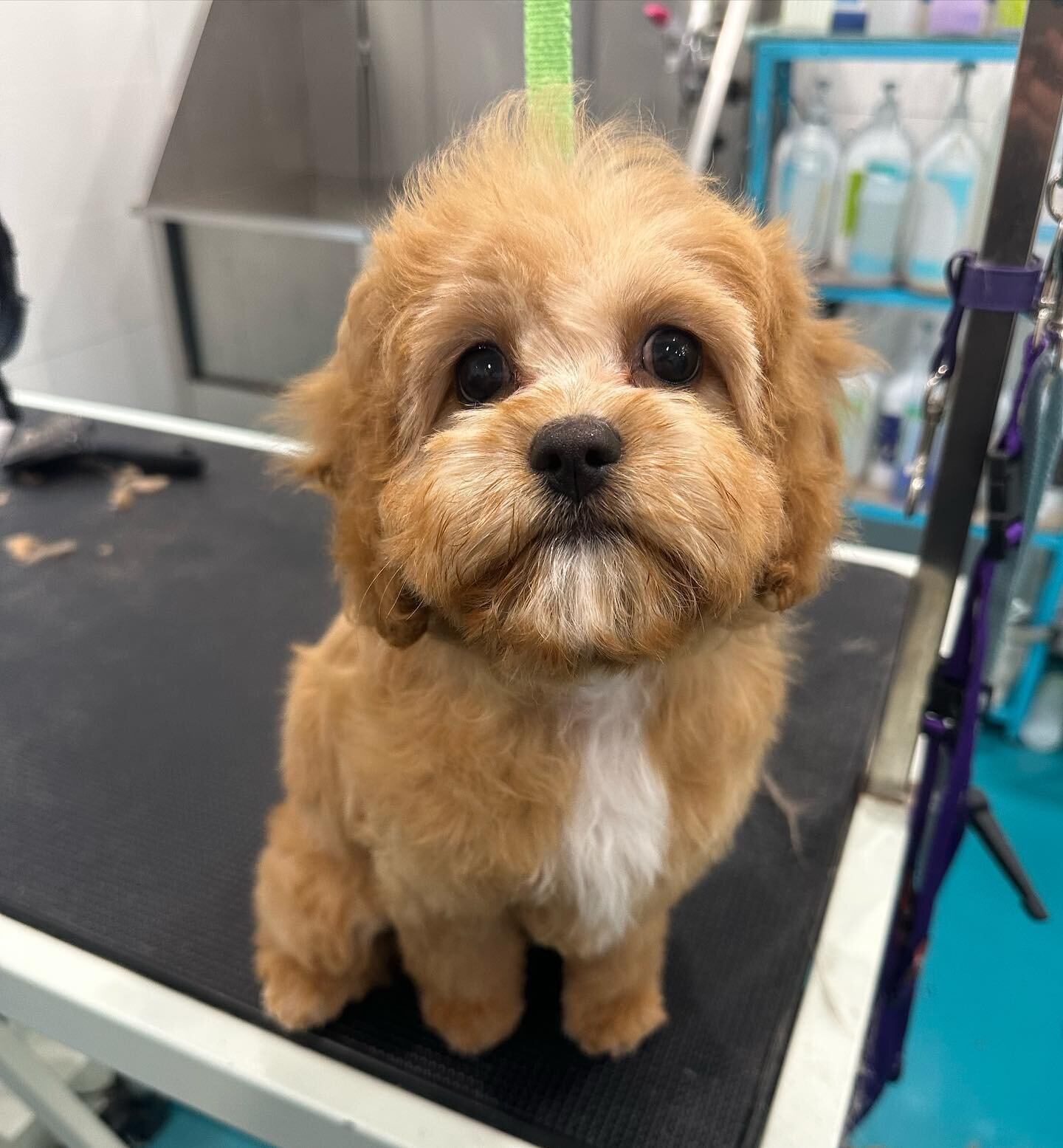 💙 Ralphie 💙 

#wagtimeco #wagtimecamberwell #wagtimeau #wagtimedoggrooming #wagtimegrooming #doggrooming #doggroomer #doggroomersofinstagram #camberwell #camberwell3124