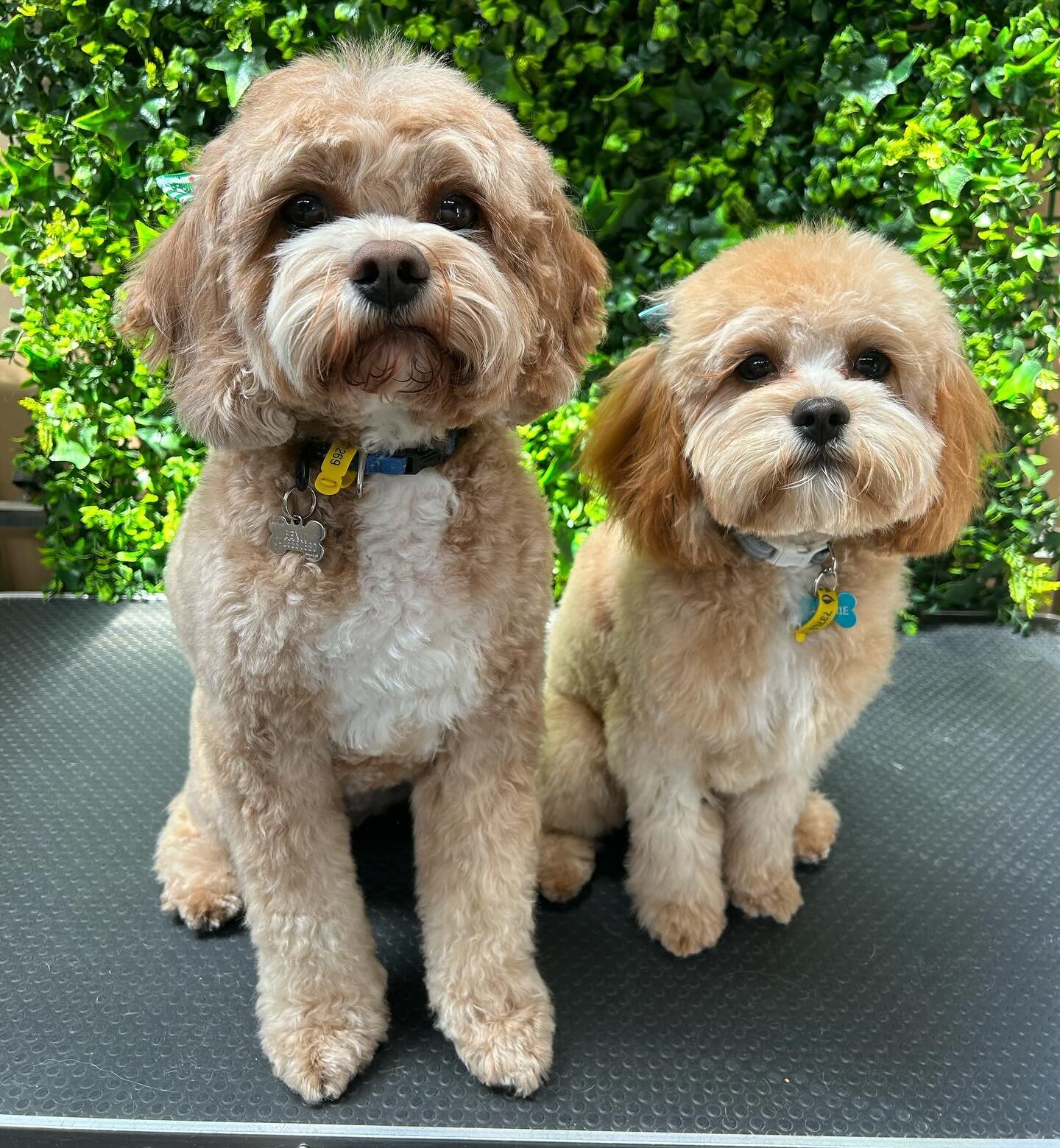 Benji &amp; Ralphie 💚
@thesuitelifeofbenjiandralphie 

#wagtimeco #wagtimecamberwell #wagtimeau #wagtimedoggrooming #wagtimegrooming #doggrooming #doggroomer #doggroomersofinstagram #camberwell #camberwell3124