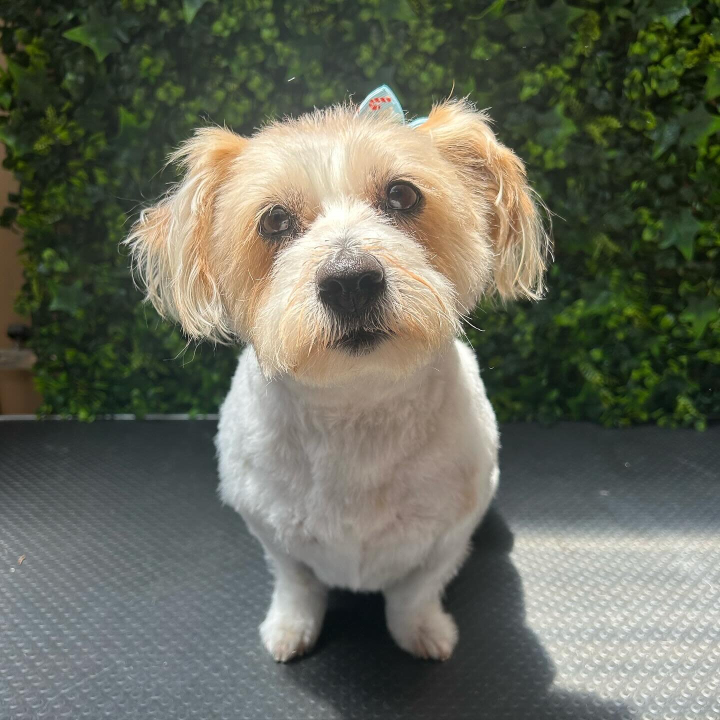 Aggie 💜

#wagtimeco #wagtimecamberwell #wagtimeau #wagtimedoggrooming #wagtimegrooming #doggrooming #doggroomer #doggroomersofinstagram #camberwell #camberwell3124