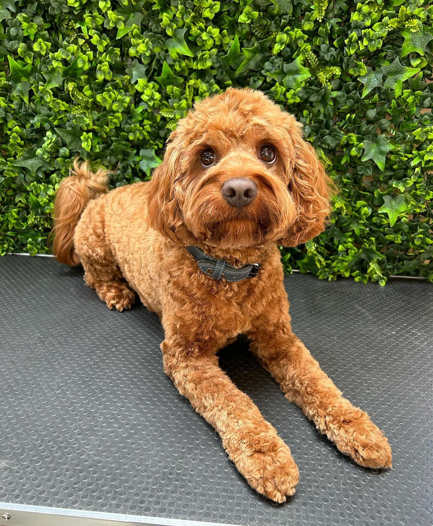 Archie 💚 
@_sirarchibald_ 

Looking forward to seeing all our puppers when we&rsquo;re back to work next week!! 

#wagtimeco #wagtimecamberwell #wagtimeau #wagtimedoggrooming #wagtimegrooming #doggrooming #doggroomer #doggroomersofinstagram #camberw