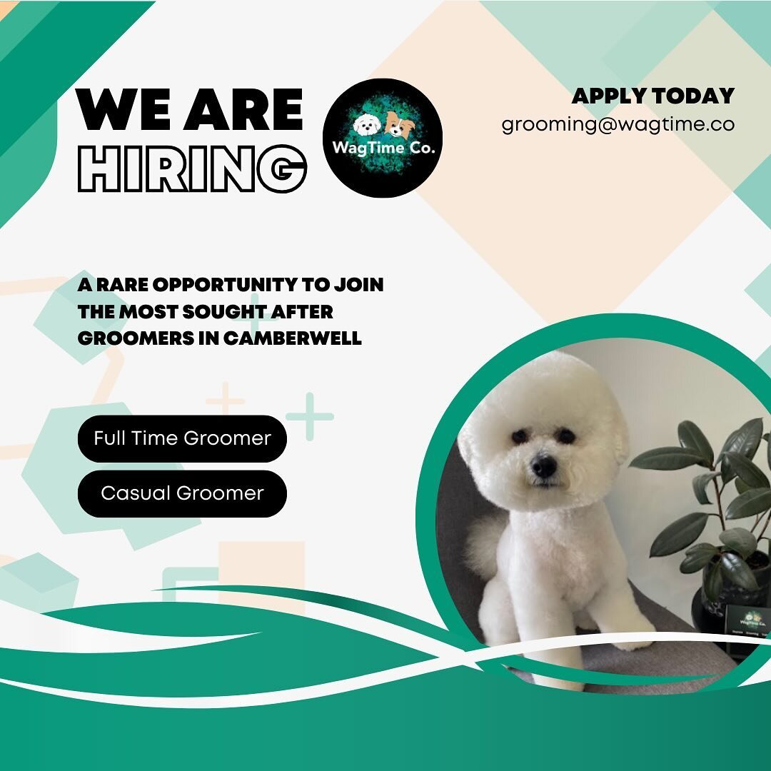 🐩 Presenting a rare opportunity to join our groom team! 

🔗 Link in bio for more info and application!

#wagtimeco #doggroomer #doggroomingjobs #nowhiring