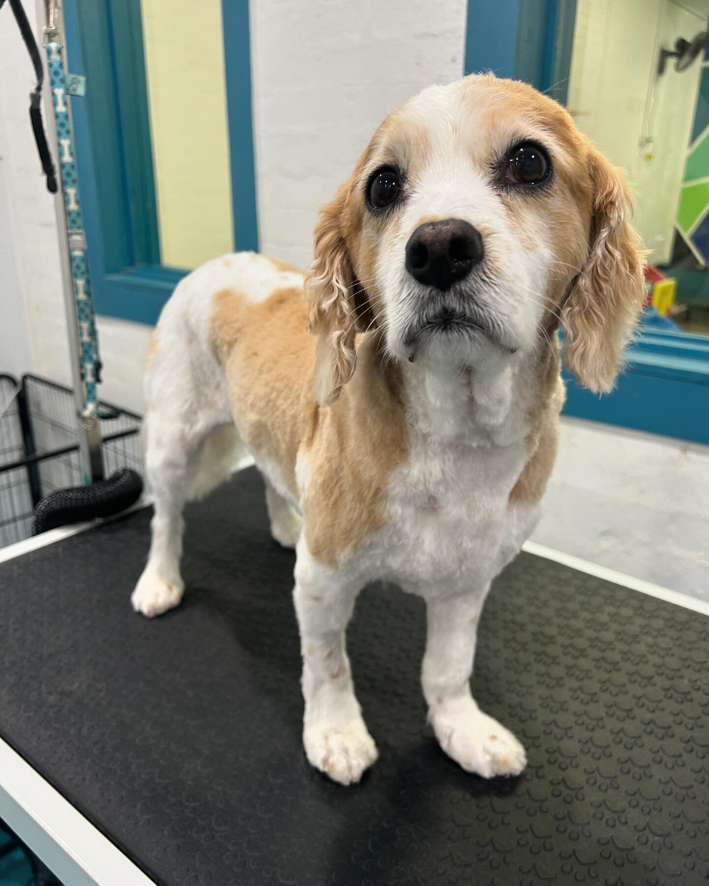 Wallace 💙 The Perfect Gentleman 

#wagtimeco #wagtimecamberwell #wagtimeau #wagtimedoggrooming #wagtimegrooming #doggrooming #doggroomer #doggroomersofinstagram #camberwell #camberwell3124