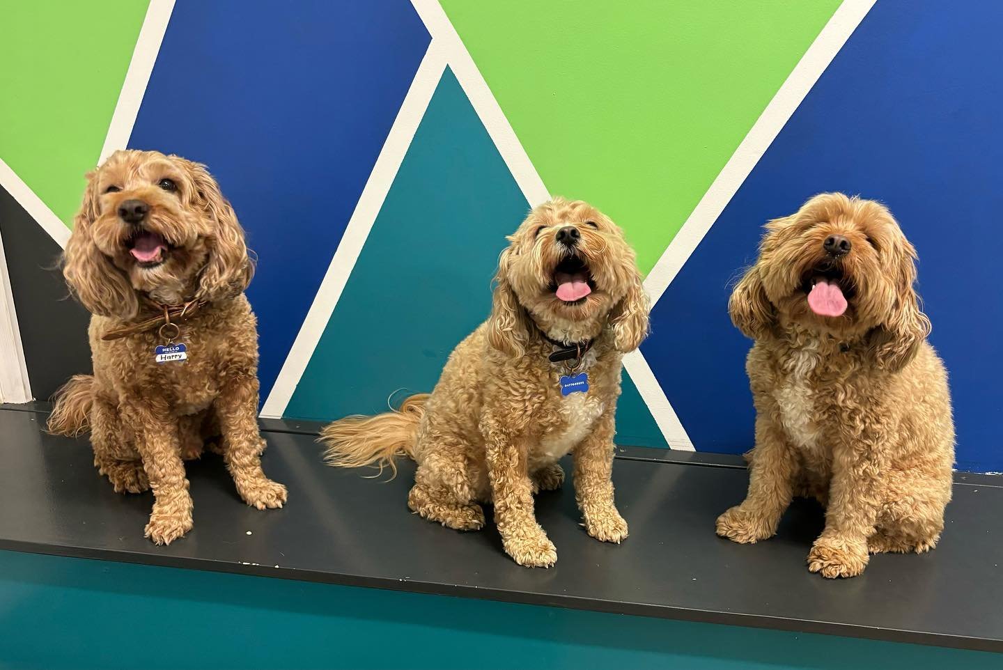 Who&rsquo;s who!? 🙈🐶
@harry_eddies_insta @olliepuppylife 

#wagtimeco #wagtimeau #wagtimecamberwell #wagtimecodaycare #dogtraining #dogdaycaremelbourne #dogtrainingmelbourne #dogsofmelbourne #dogsofcamberwell #daycaredogsarehappydogs #daycaredogs #