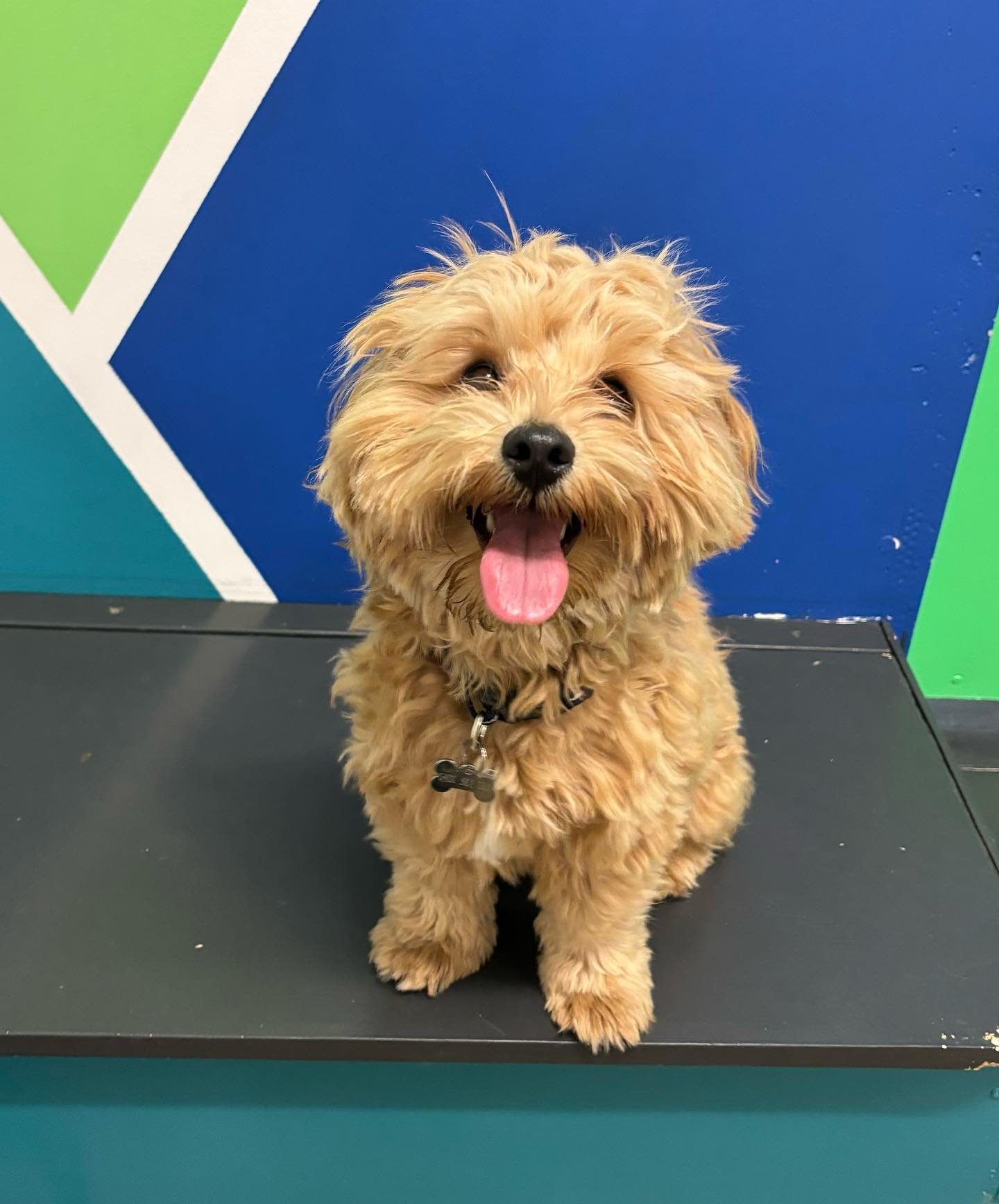 ✨I N T R O D U C I N G ✨

💚 CHESTER 💚

Chester is a gorgeous little moodle puppy that recently joined our Wednesday group! Chester has grown more and more confident each week, making a bunch of great new friends. We look forward to watching you gro