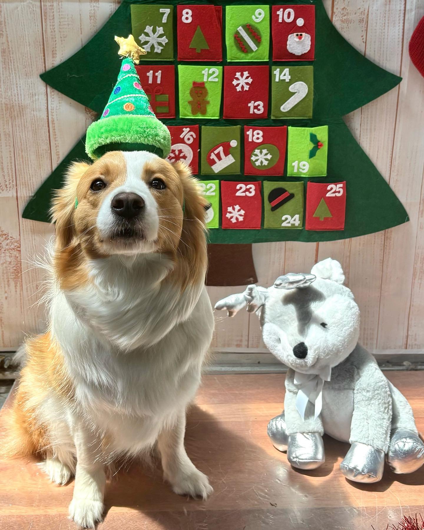 Presenting Wagtime Co&rsquo;s 25 Dogs of Christmas! 💚❤️

Day 1&hellip; Kirby! 

We will be posting one dog a day in the lead up to Christmas Day, so keep an eye out each morning to see who features 🎄✨🐾

@kirby.bc 

#christmas #wagtimeco #wagtimeau