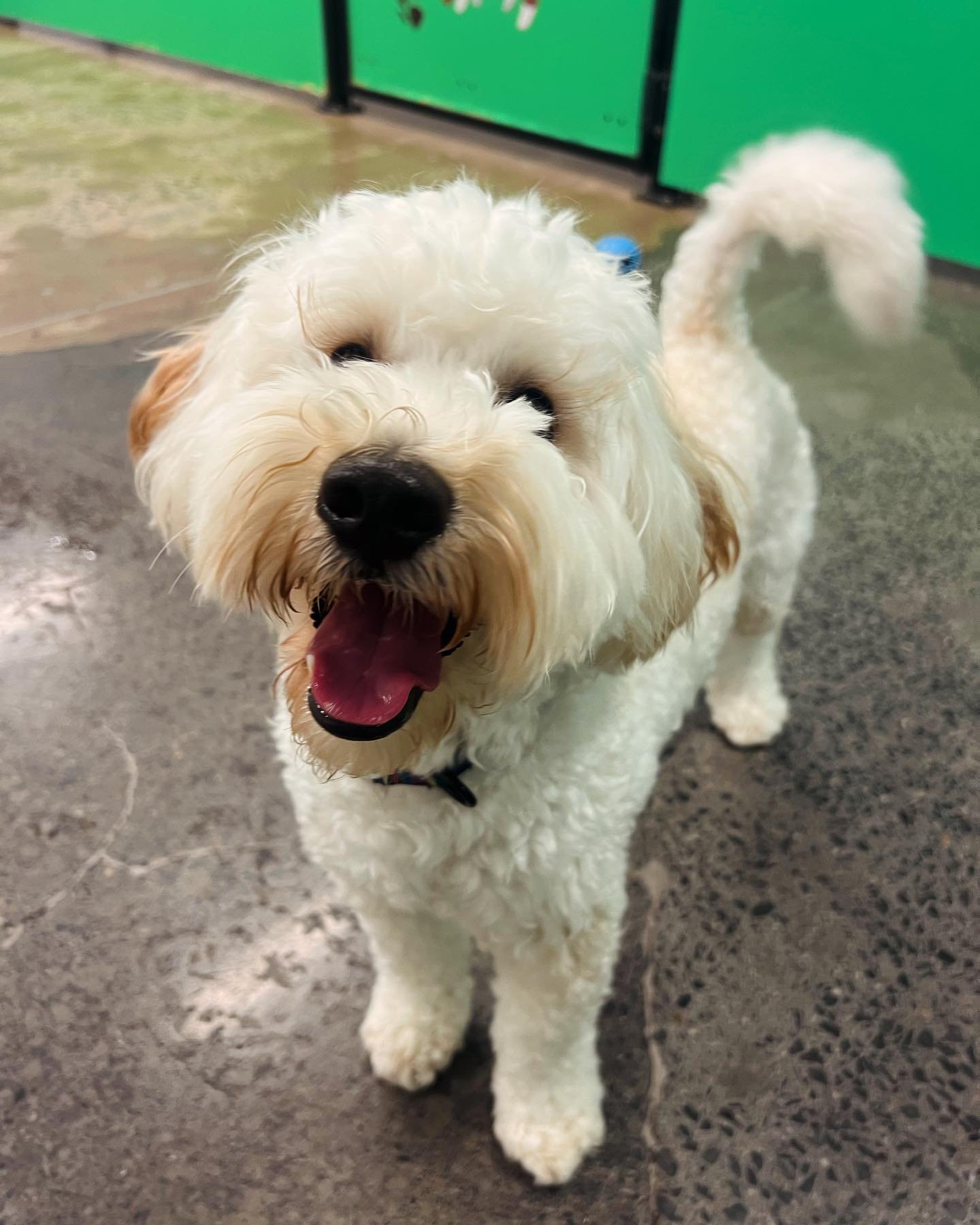 ✨I N T R O D U C I N G ✨

💚 DOLLAR 💚

Today we welcomed Dollar the Mini Groodle to our Monday crew! He came in very confident and excited and made quick friends with Huey and Leo 🤍 

Welcome Dollar! 🐾

#wagtimeco #wagtimeau #wagtimecamberwell #wa