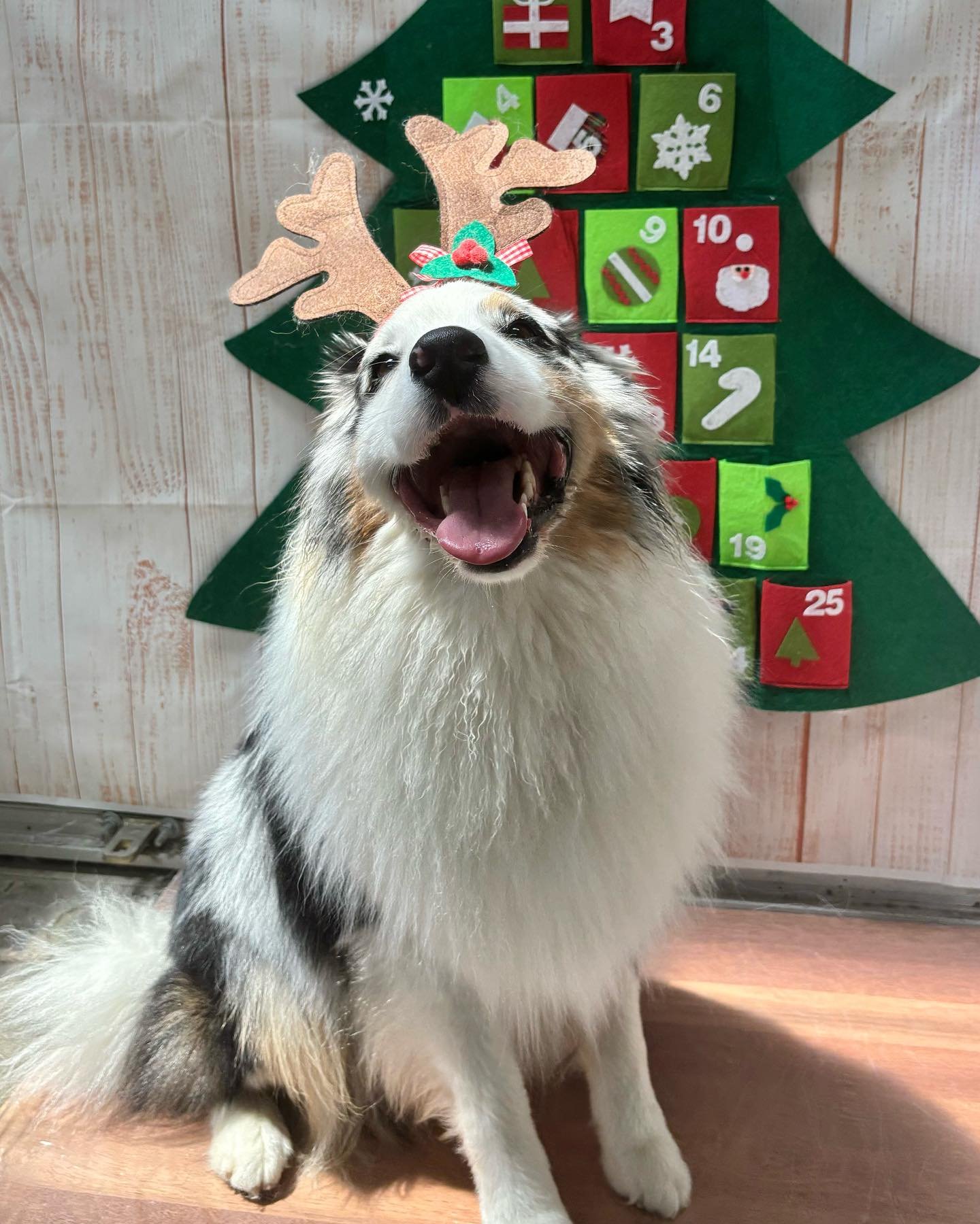 Presenting Wagtime Co&rsquo;s 25 Dogs of Christmas! 💚❤️

Day 3&hellip; Kodak!

@kodak_the_bluemerle 

#christmas #wagtimeco #wagtimeau #wagtimecamberwell #wagtimecodaycare #dogtraining #dogdaycaremelbourne #dogtrainingmelbourne #dogsofmelbourne #dog