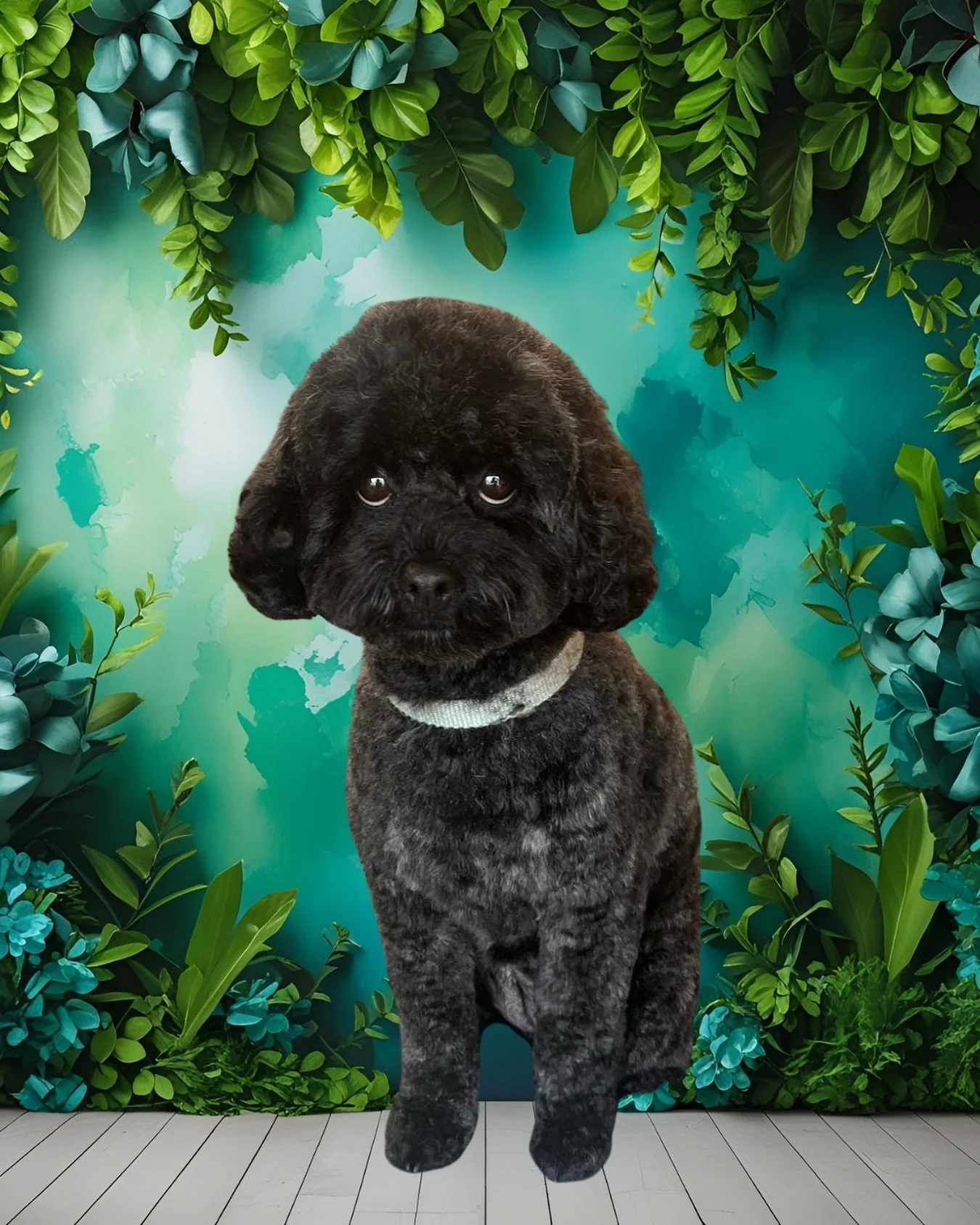 Ebony 🖤

✂️ By Imogen 

#wagtimeco #wagtimehawthorneast #wagtimeau #wagtimedoggrooming #wagtimegrooming #doggrooming #doggroomer #doggroomersofinstagram