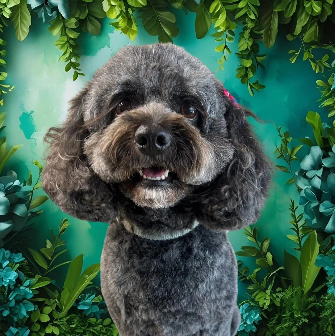 Maude 🎀

✂️ By Imogen 

#wagtimeco #wagtimehawthorneast #wagtimeau #wagtimedoggrooming #wagtimegrooming #doggrooming #doggroomer #doggroomersofinstagram