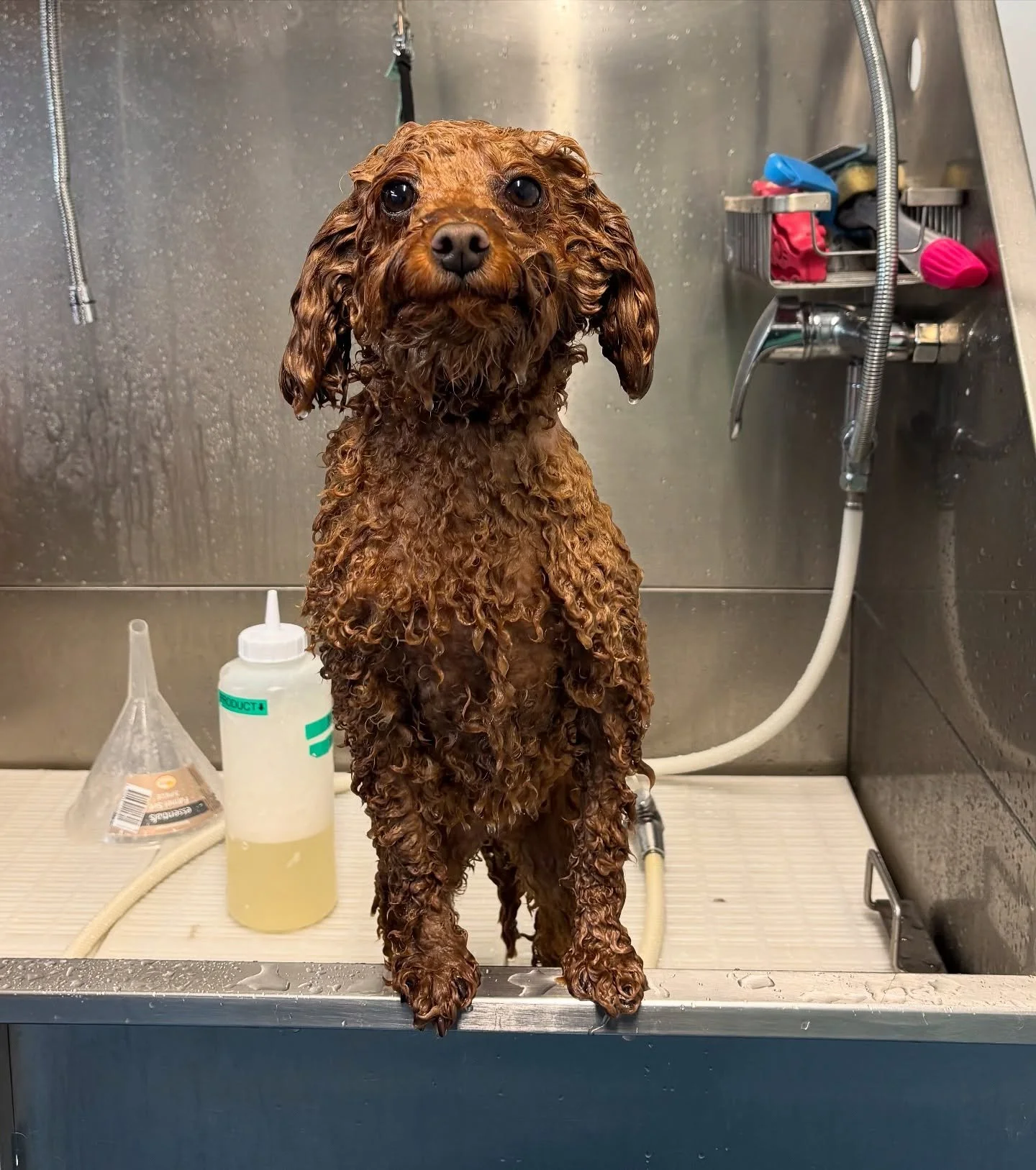 Wet Dog Wednesday! 🛁