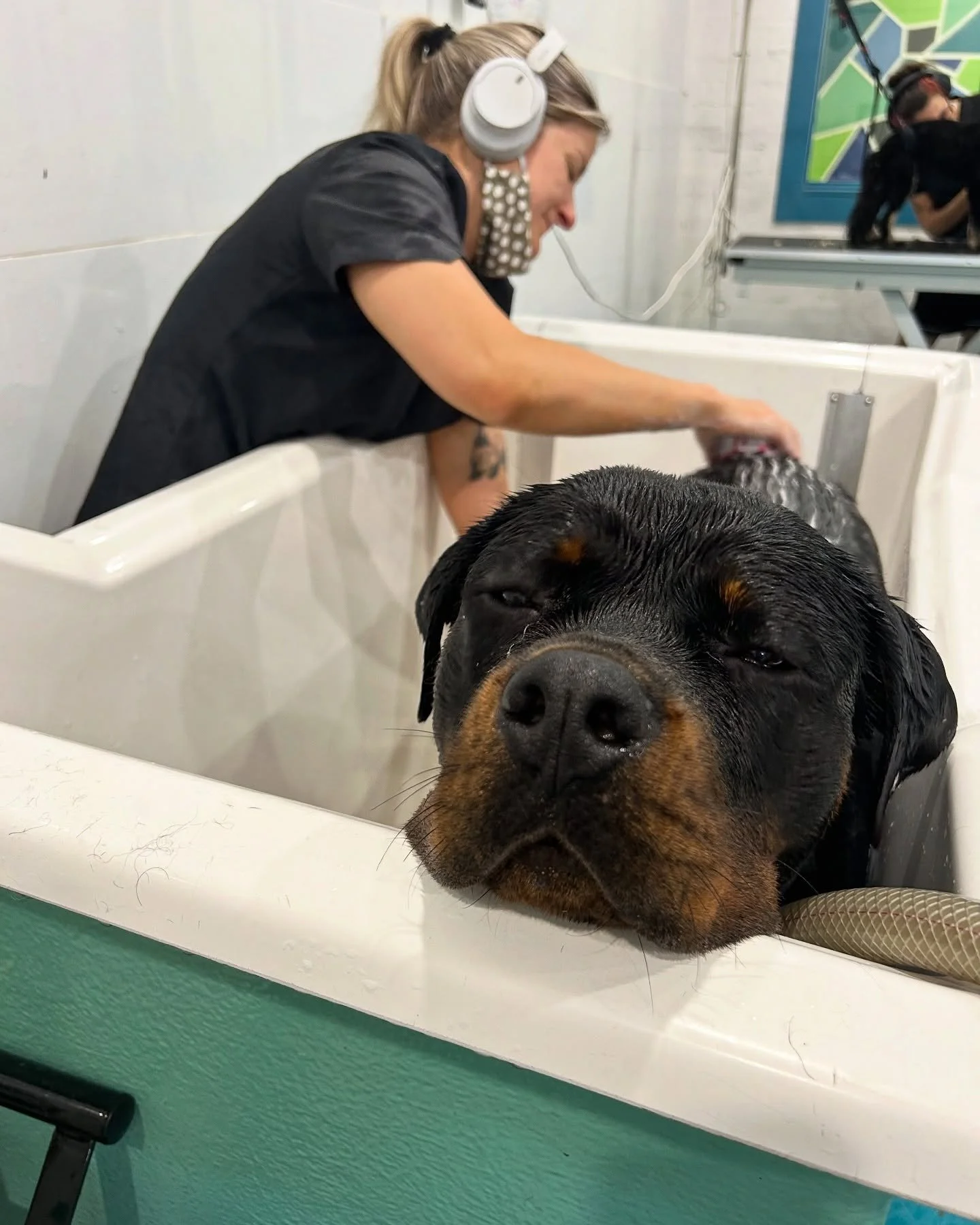 Remy the Rottie relaxing in the bath 🛁 

#wagtimeco #wagtimecamberwell #wagtimeau #wagtimedoggrooming #wagtimegrooming #doggrooming #doggroomer #doggroomersofinstagram #camberwell #camberwell3124