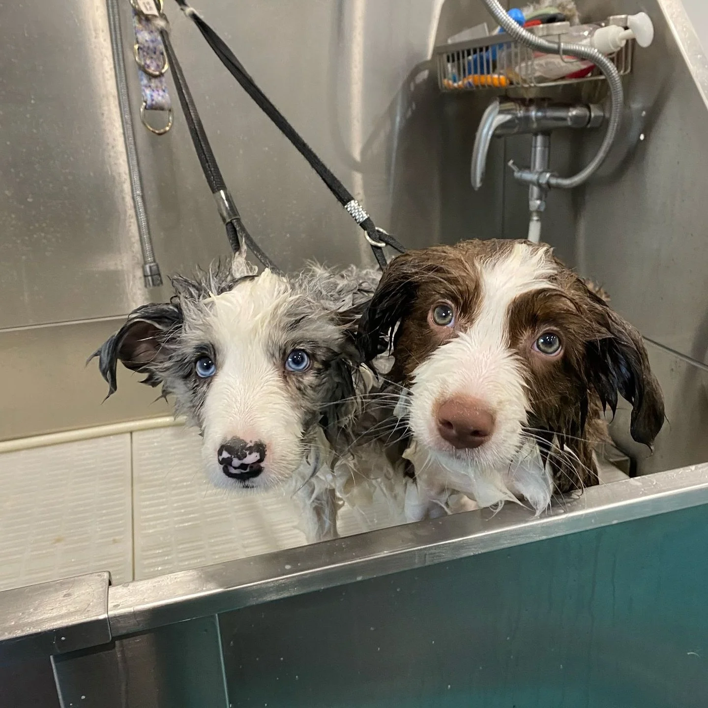 First salon bath for 10 week old sisters River &amp; Noelle! 😍

#wagtimeco #wagtimecamberwell #wagtimeau #wagtimedoggrooming #wagtimegrooming #doggrooming #doggroomer #doggroomersofinstagram #camberwell #camberwell3124