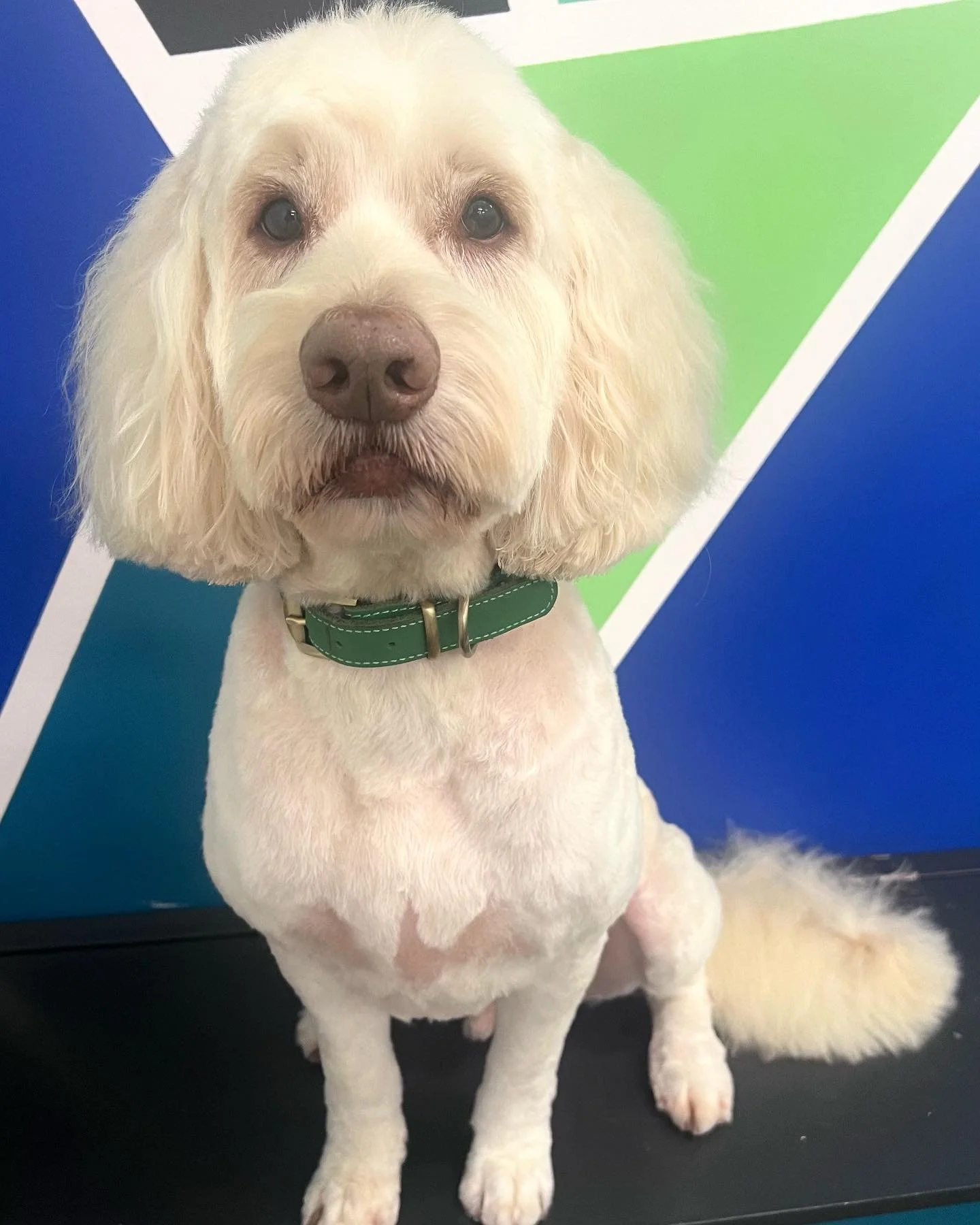 Loki, a true gentleman 🐕🐶🐾

#wagtimeco #wagtimecamberwell #wagtimeau #wagtimedoggrooming #wagtimegrooming #doggrooming #doggroomer #doggroomersofinstagram