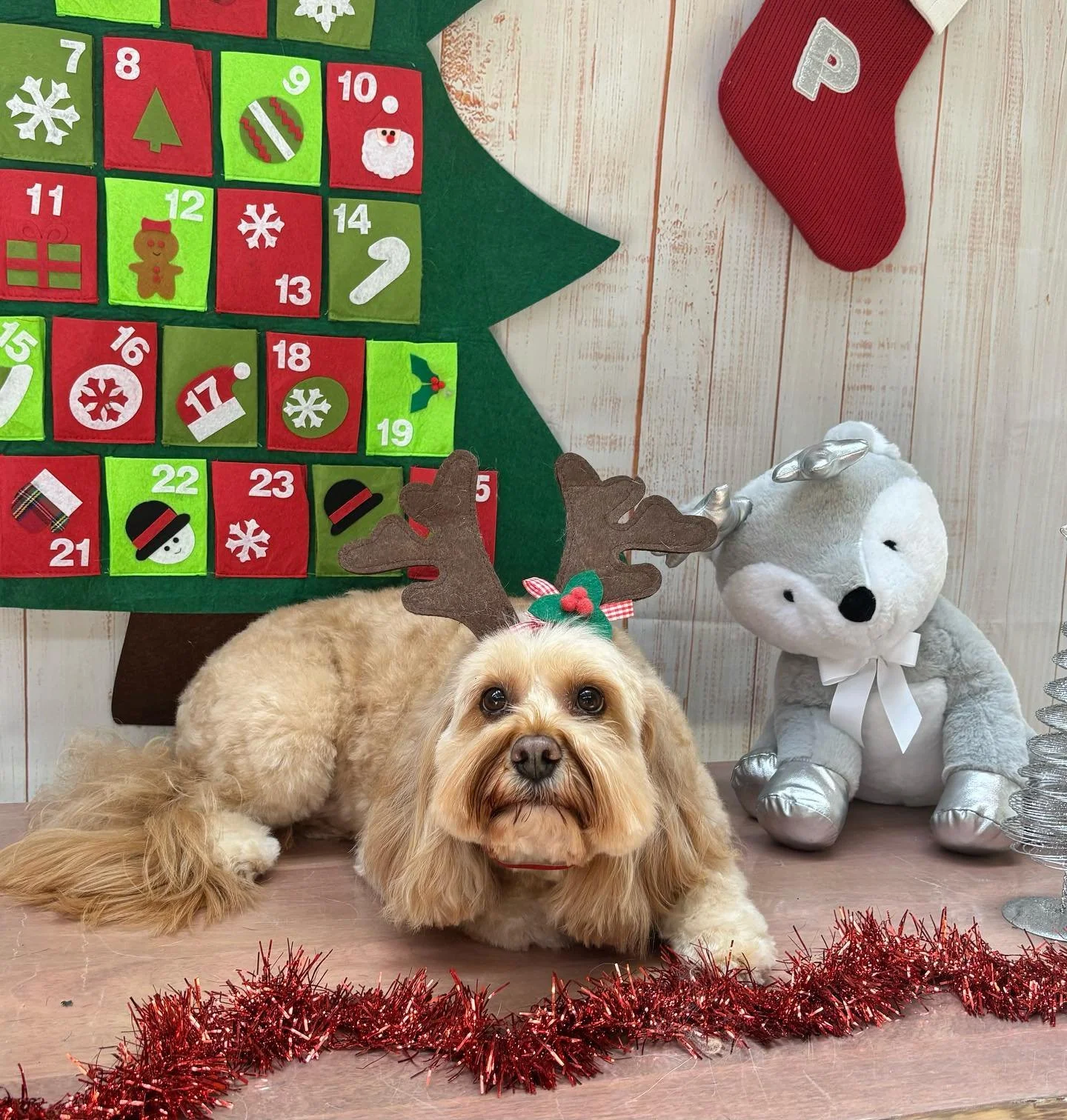 Merry Christmas! Wishing everyone and their pups a great day!🎅🐾

#wagtimeco #wagtimecamberwell #wagtimeau #wagtimedoggrooming #wagtimegrooming #doggrooming #doggroomer #doggroomersofinstagram #camberwell #camberwell3124