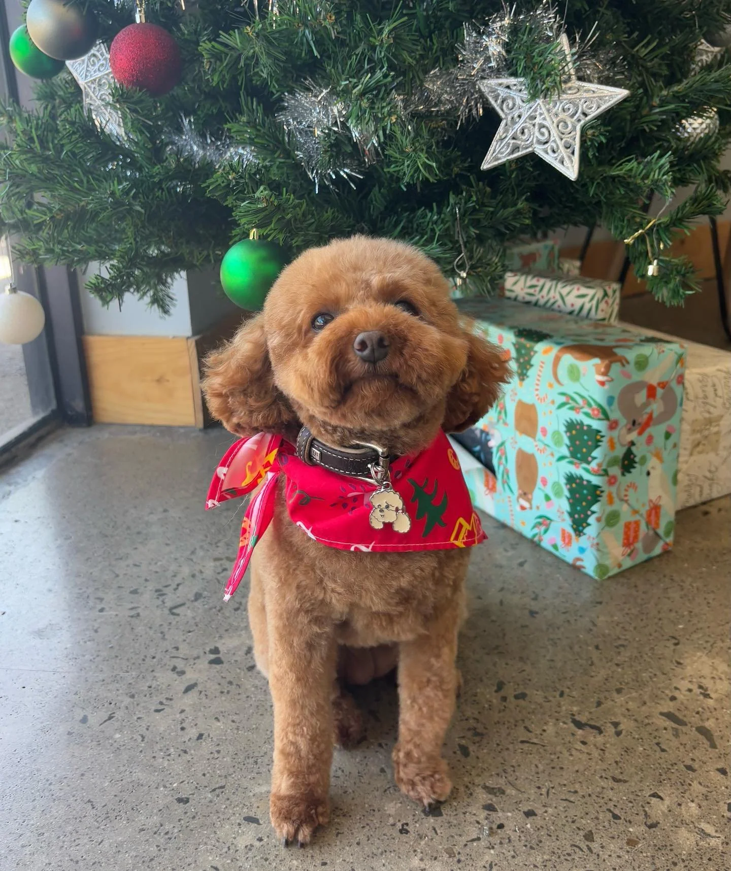 Luna 🎄❤️

#wagtimeco #wagtimecamberwell #wagtimeau #wagtimedoggrooming #wagtimegrooming #doggrooming #doggroomer #doggroomersofinstagram #camberwell #camberwell3124