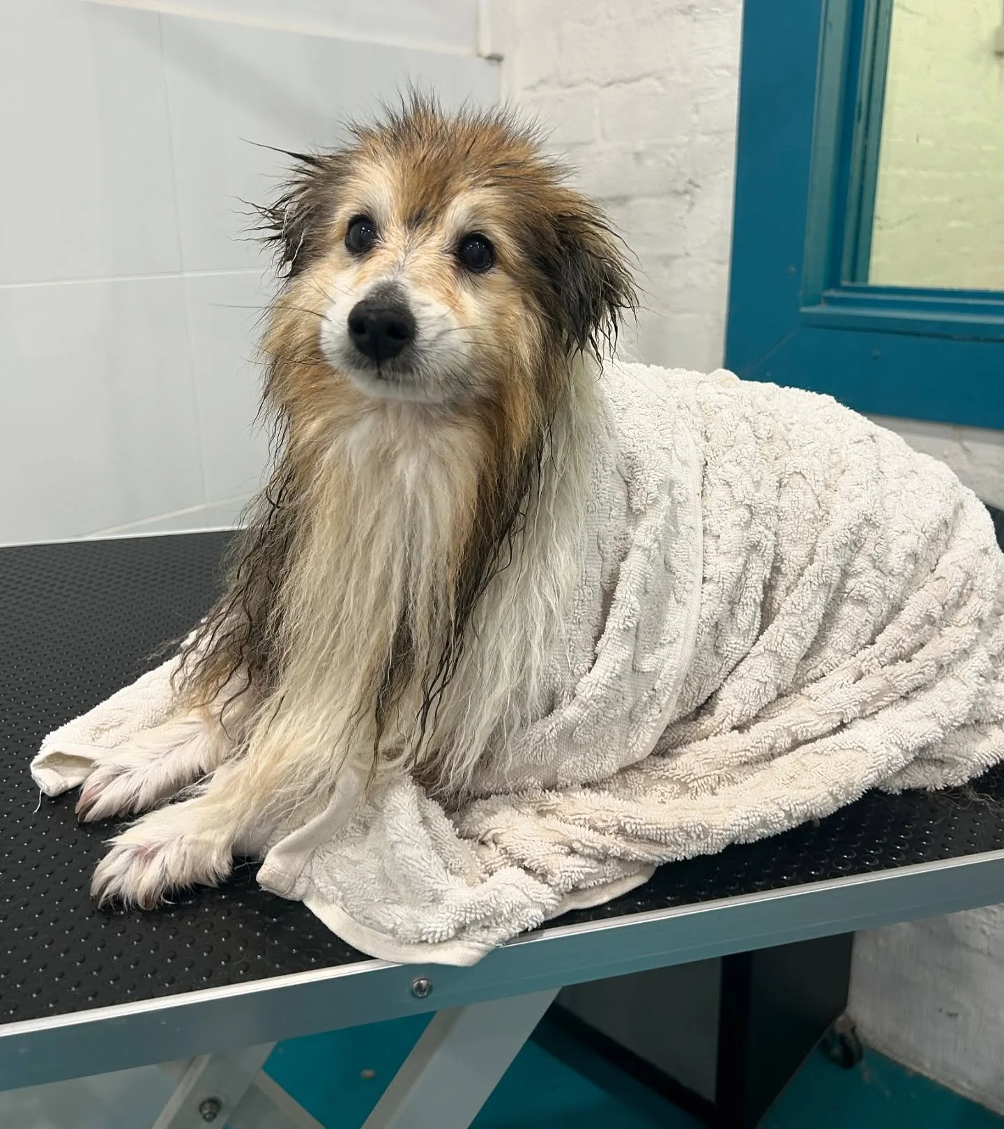 Ready for my blow dry! 💚 Tim

#wagtimeco #wagtimecamberwell #wagtimeau #wagtimedoggrooming #wagtimegrooming #doggrooming #doggroomer #doggroomersofinstagram #camberwell #camberwell3124