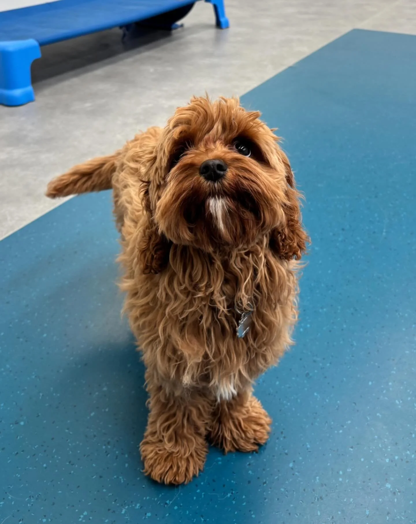 ✨I N T R O D U C I N G ✨

💚 DAISY 💚

Our newest pup to join the Thursday crew is 6 months old Cavoodle Daisy! She is a gorgeous little bundle of energy and has loved making loads of new friends, particularly with her new bestie Louis! We look forwa