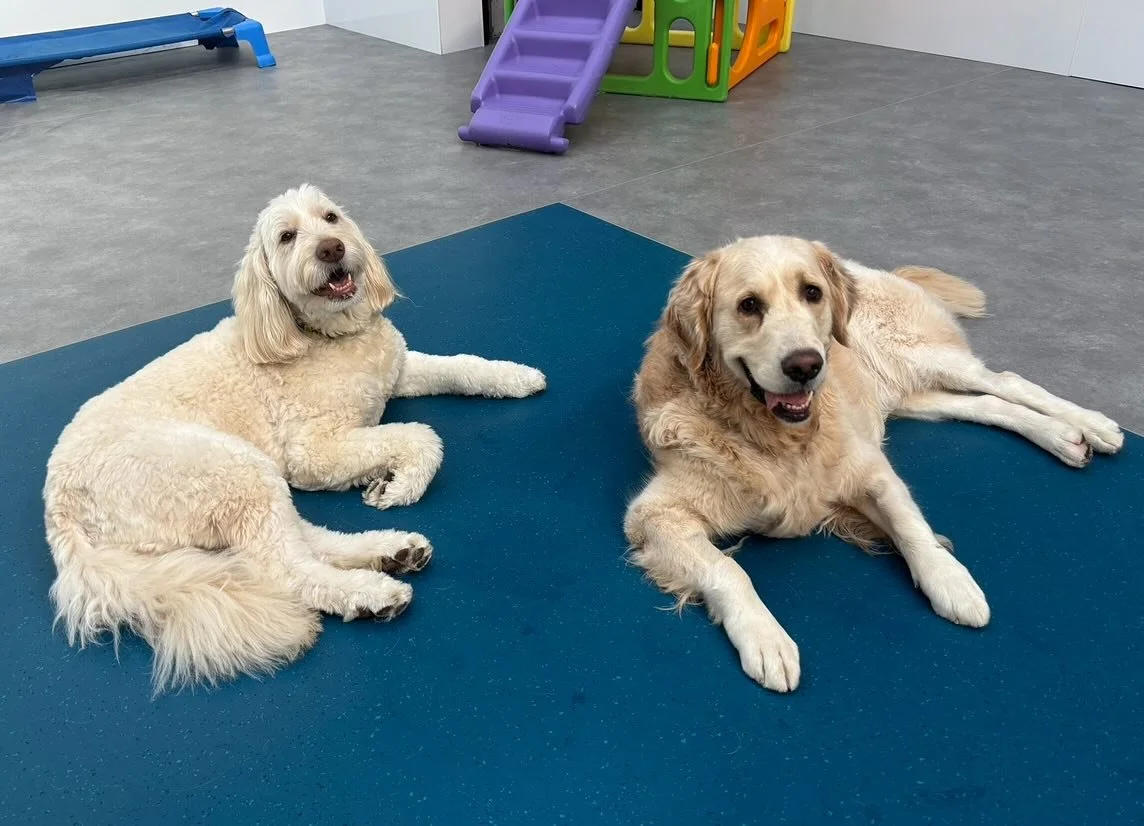 Best buds Loki and Jay Jay 💙