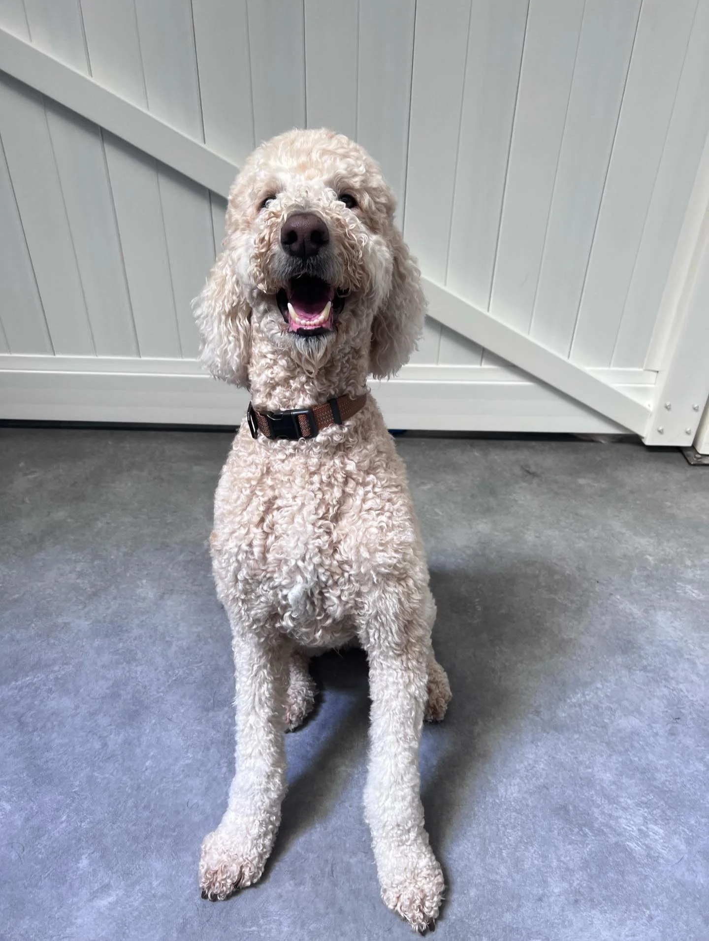 I N T R O D U C I N G ✨

💚 Milo 💚

This gorgeous Groodle joined us a few weeks ago for Monday daycare and has quickly settled in. He&rsquo;s come out of his shell and shown us his gentle, playful nature! He has also made quick friends with Raffy.


