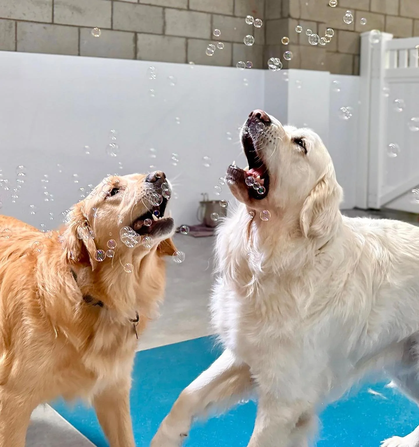 Some of the Tuesday crew living their best bubble life 🫧🫧

@bentley.n.23 

#wagtimeco #wagtimeau #wagtimecamberwell #wagtimecodaycare #dogtraining #dogdaycaremelbourne #dogtrainingmelbourne #dogsofmelbourne #dogsofcamberwell #daycaredogsarehappydog