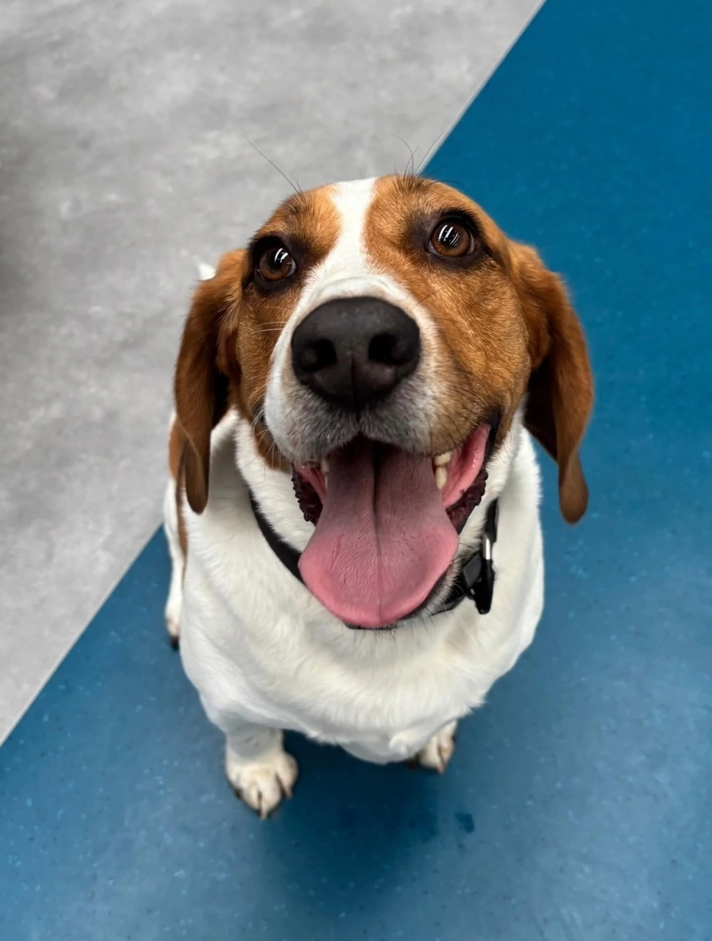 ✨I N T R O D U C I N G ✨

💚 Ollie 💚

Ollie the beagle has just joined the Wagtime crew! He has come all the way from Bendigo to make a bunch of new friends with the Tuesday and Friday crews! He&rsquo;s still getting settled after his big move, but 
