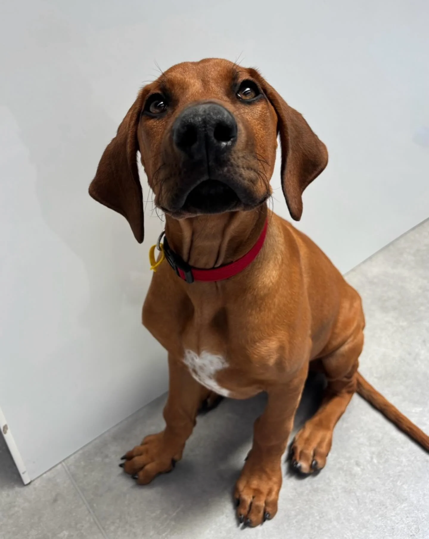 ✨I N T R O D U C I N G ✨

💚 EDO 💚

Meet Edo our newest pup who has joined the Monday and Friday crews! He has been having the best time making lots of new friends! Each day he is getting more confident and keeps growing each time we see him! We loo