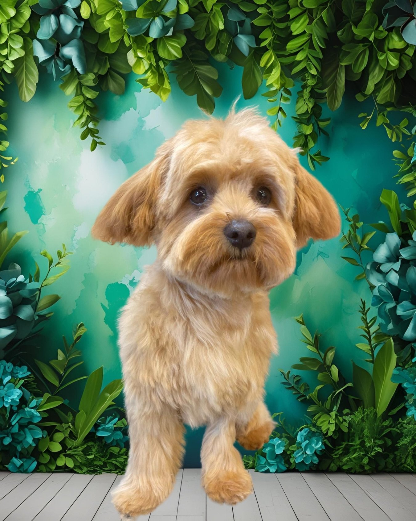 Wally&rsquo;s first hair cut! 🐾😍

✂️ Ros

6 months old 🐾

#wagtimeco #wagtimehawthorneast #wagtimeau #wagtimedoggrooming #wagtimegrooming #doggrooming #doggroomer #doggroomersofinstagram